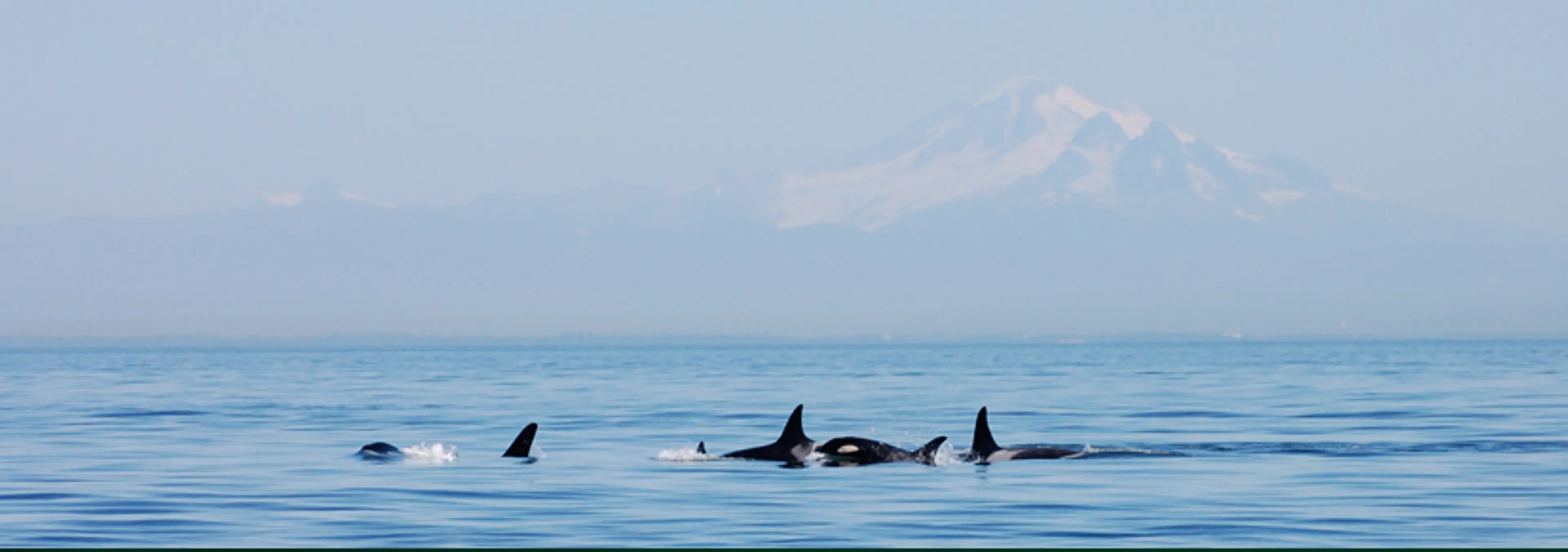 Vancouver bucket list