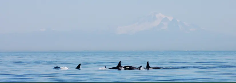 Vancouver bucket list