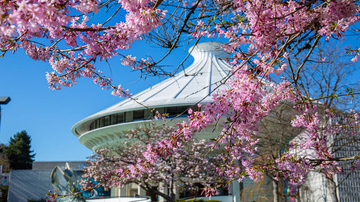 Cherry blossoms outside HR MacMillan Space Centre and Museum of Vancouver