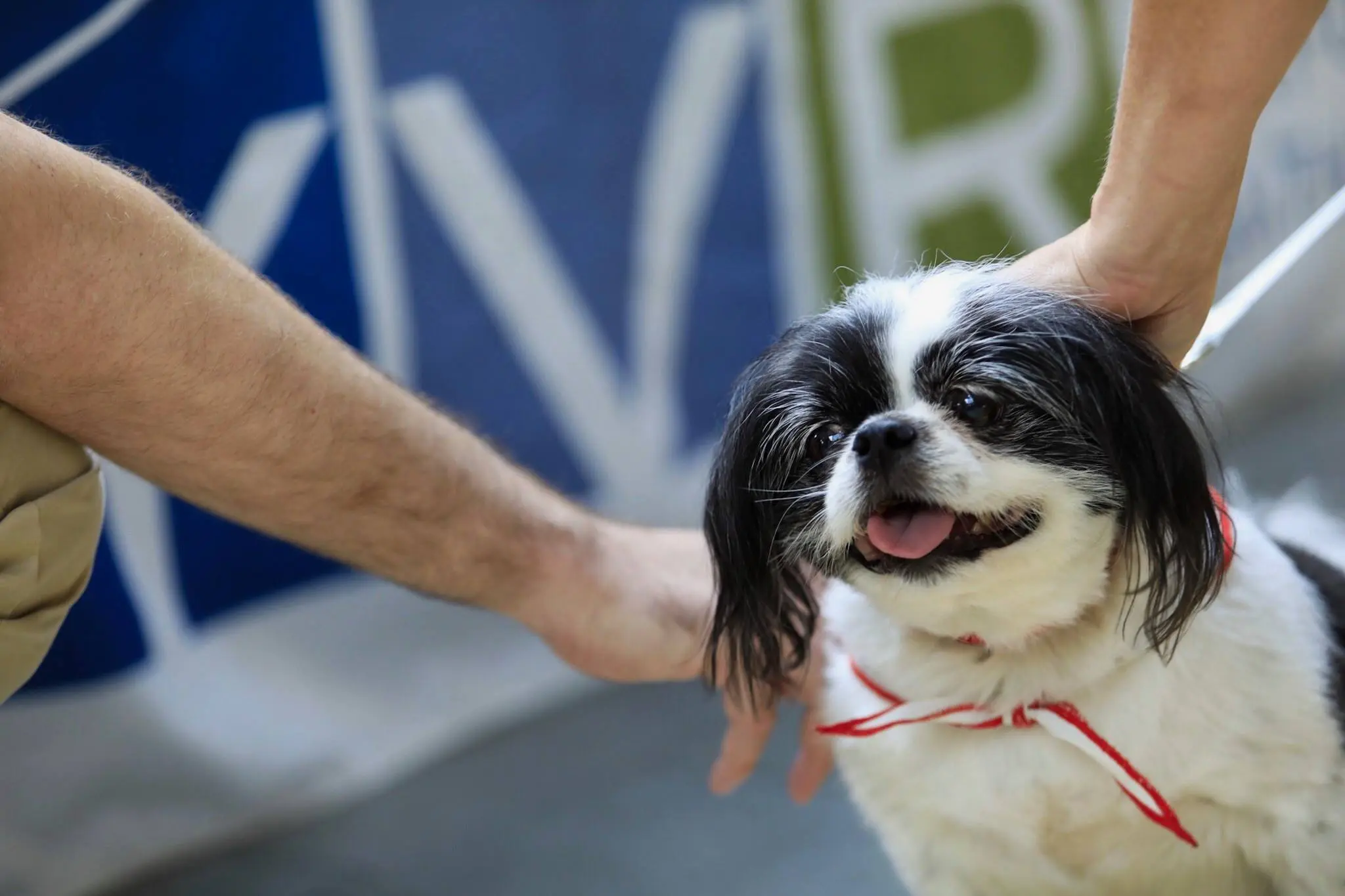 YVR Airport Launches Dog Therapy Program to Help Make Travel a Little Less… Ruff