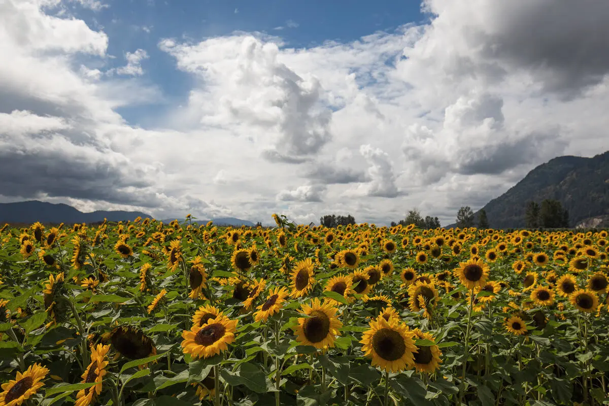 7 Sunflower Festivals Around Vancouver in Summer 2023