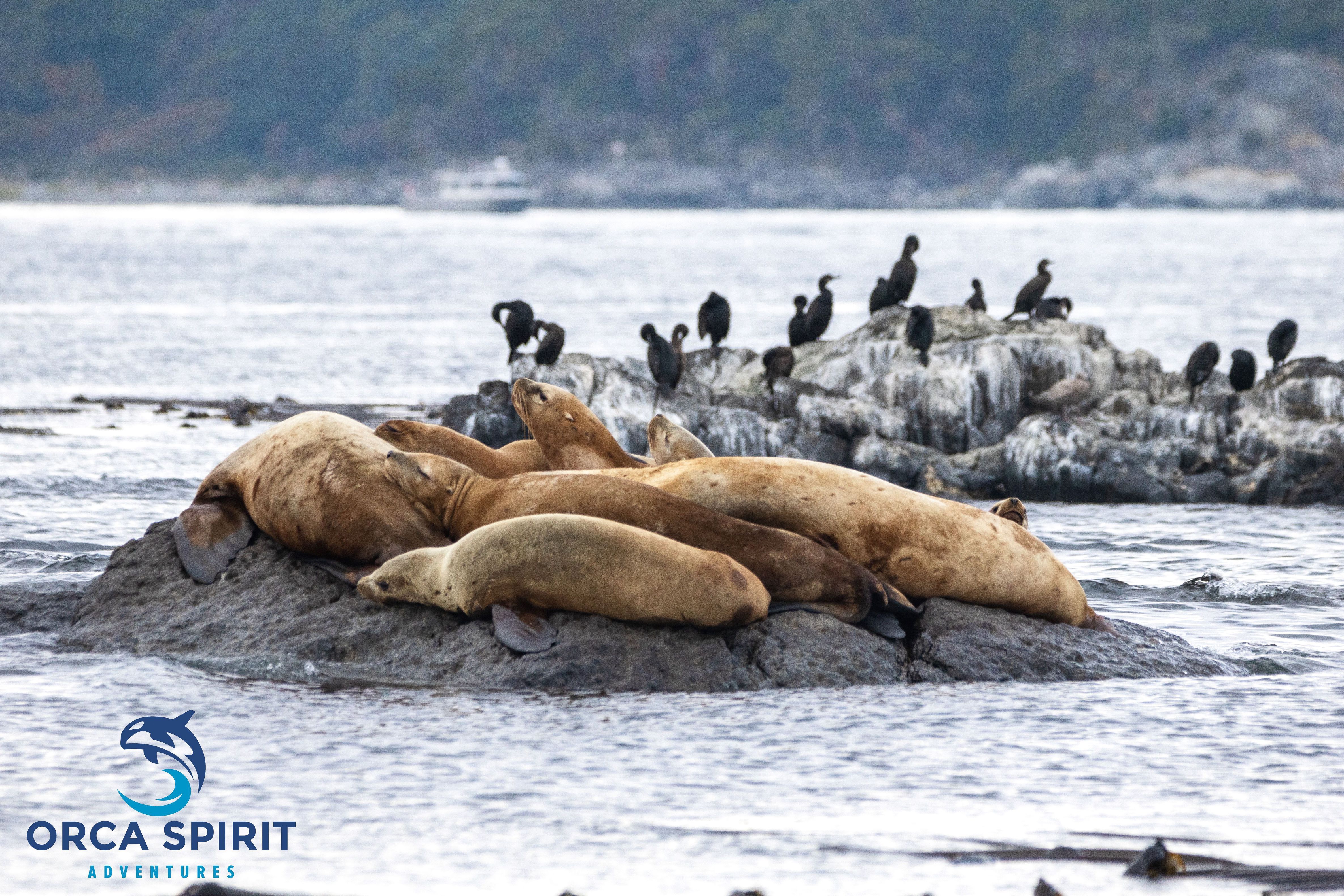 SeaLionsOnARockWithLogo