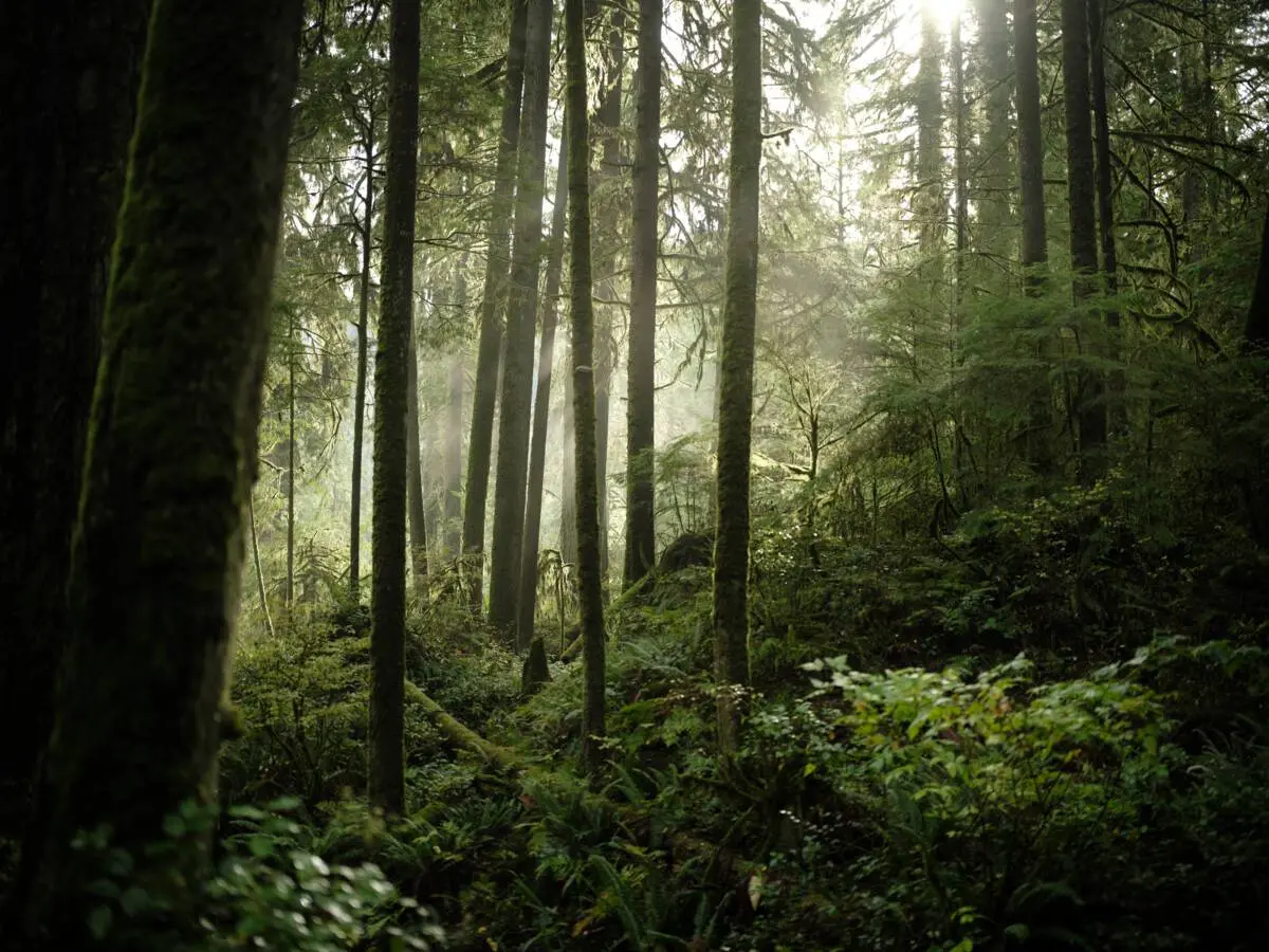 Coastal rainforest scenery along Lynn Creek.