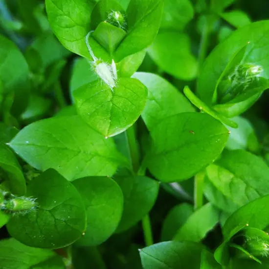 Chickweed. Photo credit: Bronwen Erickson @birchwoodherbals