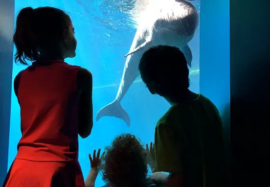 Three children looking at a large whale shark through an aquarium glass.
