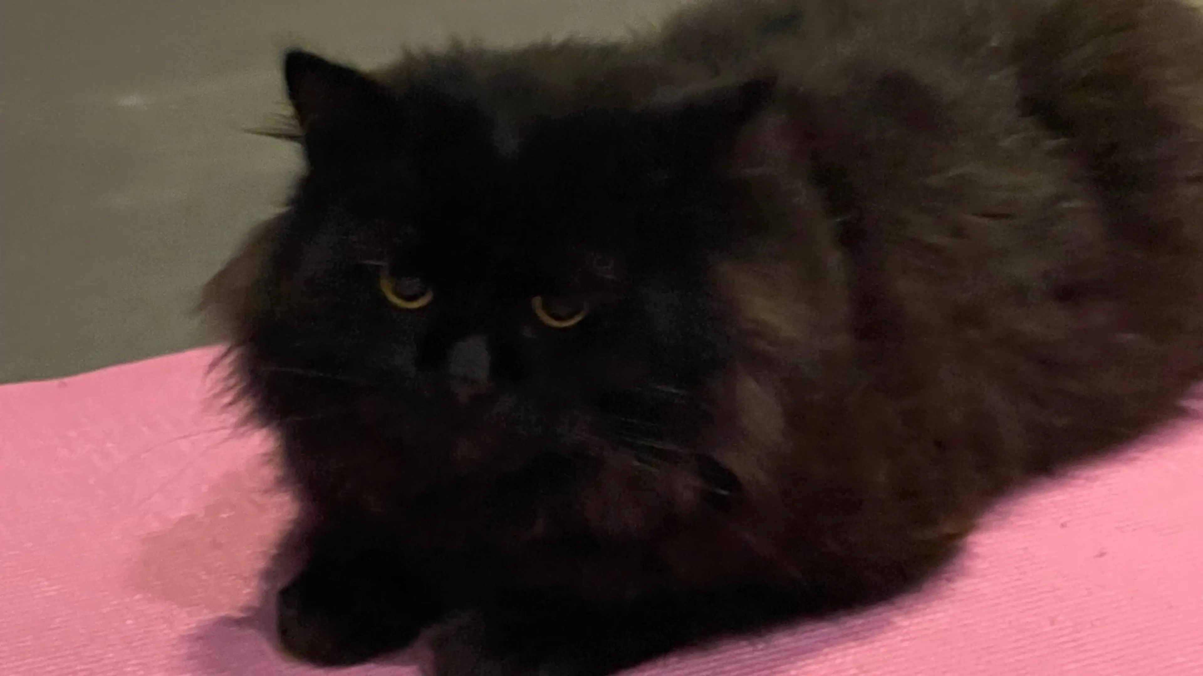 w-1440h-810-c6fc2d-4