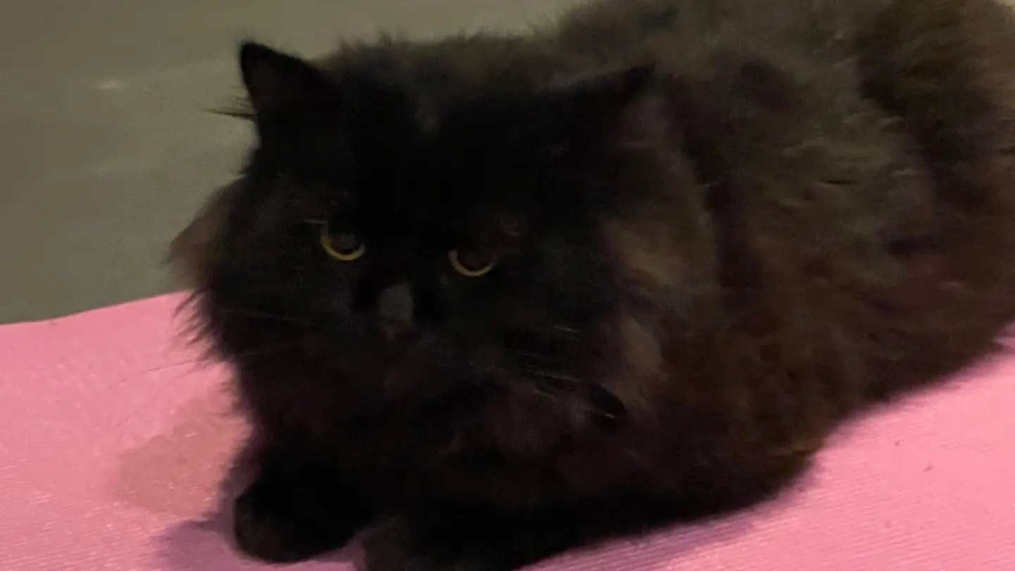 w-1440h-810-c6fc2d-4