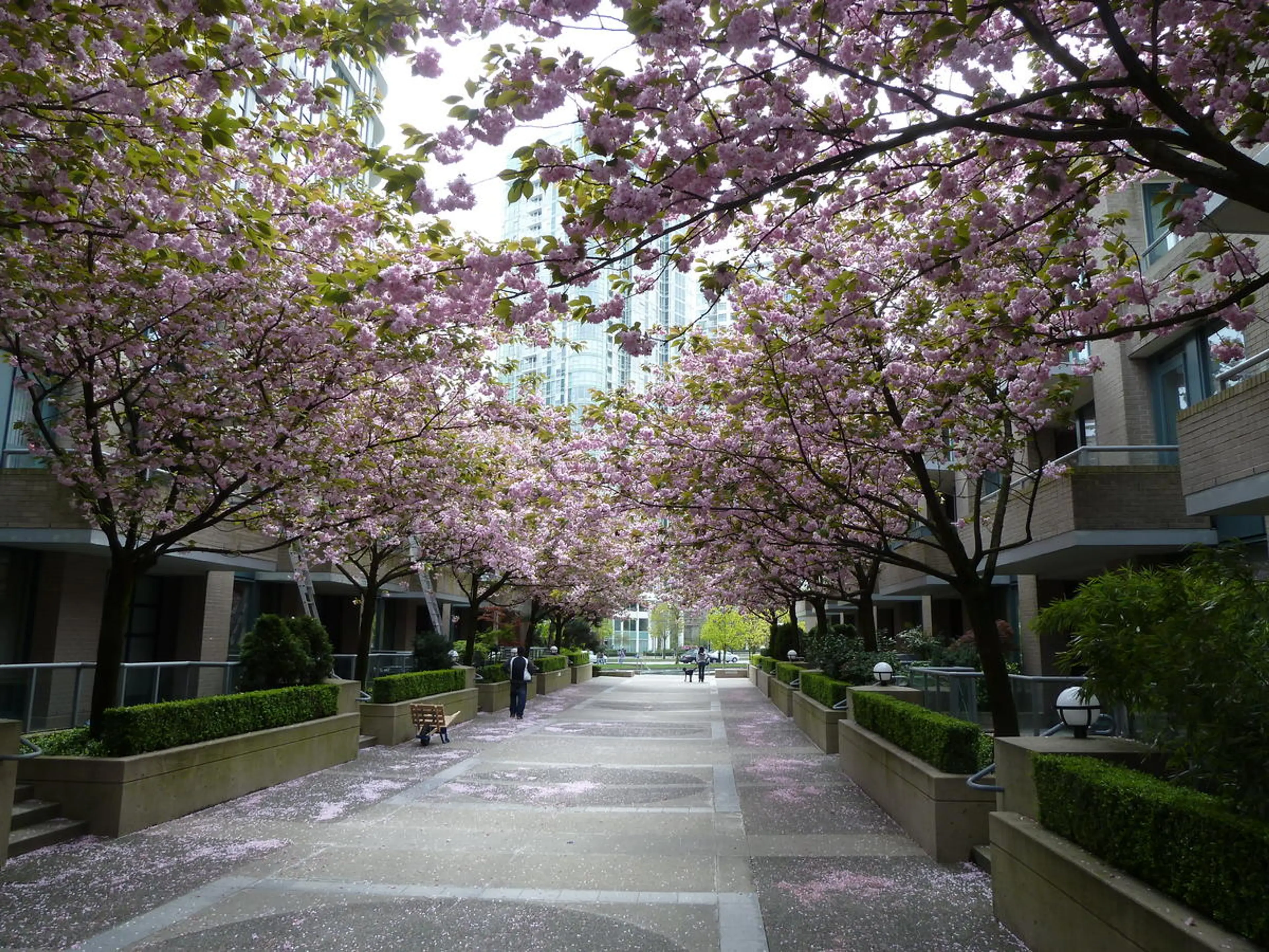 cherry blossoms Vancouver