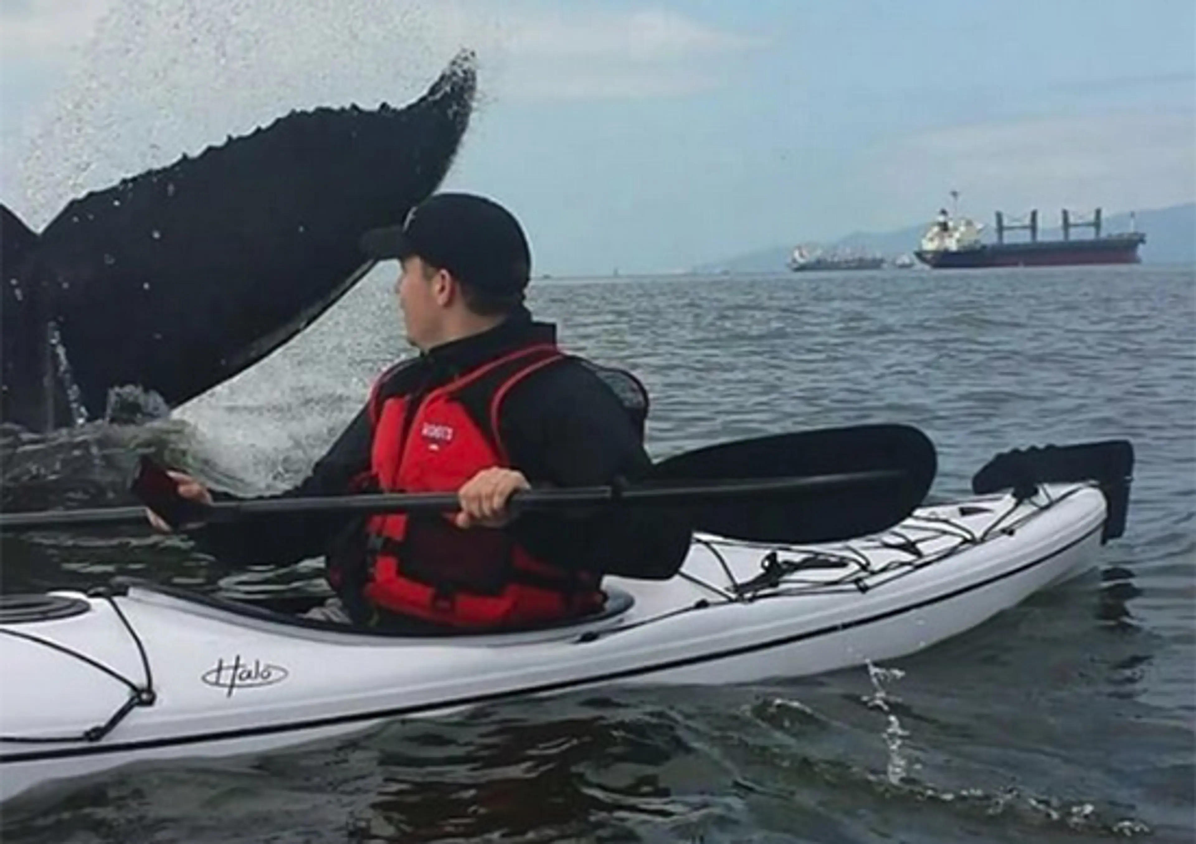 Kayaker in English Bay Gets a Little Too Close to a Whale