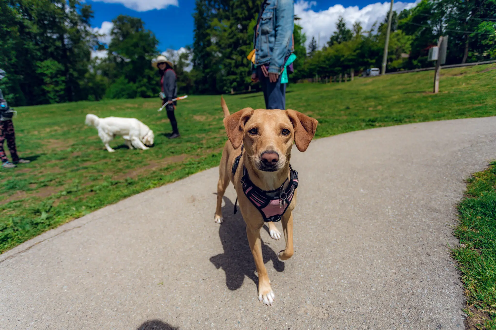The off-leash area at Miller Park in Coquitlam