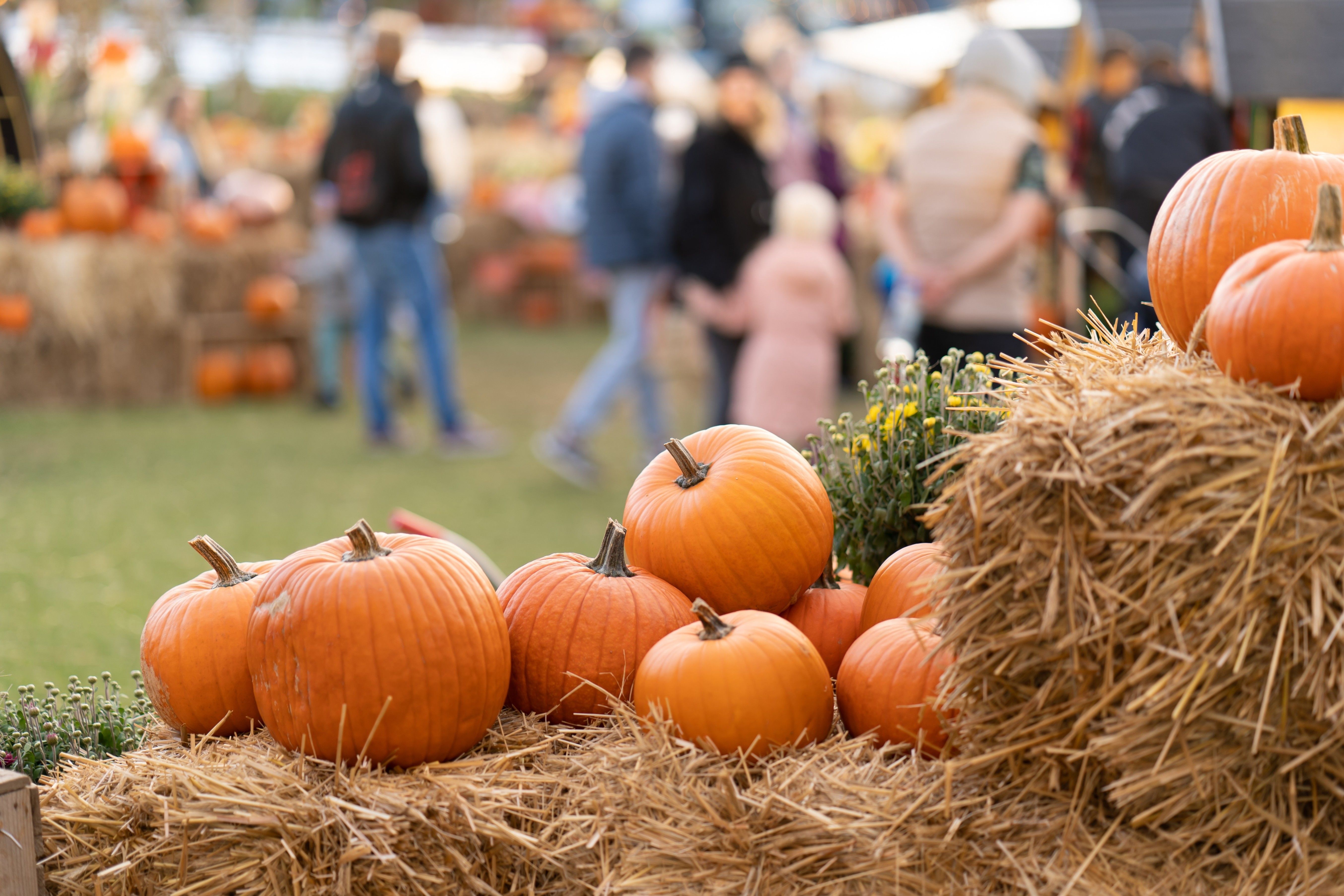 Inlet Harvest Festival