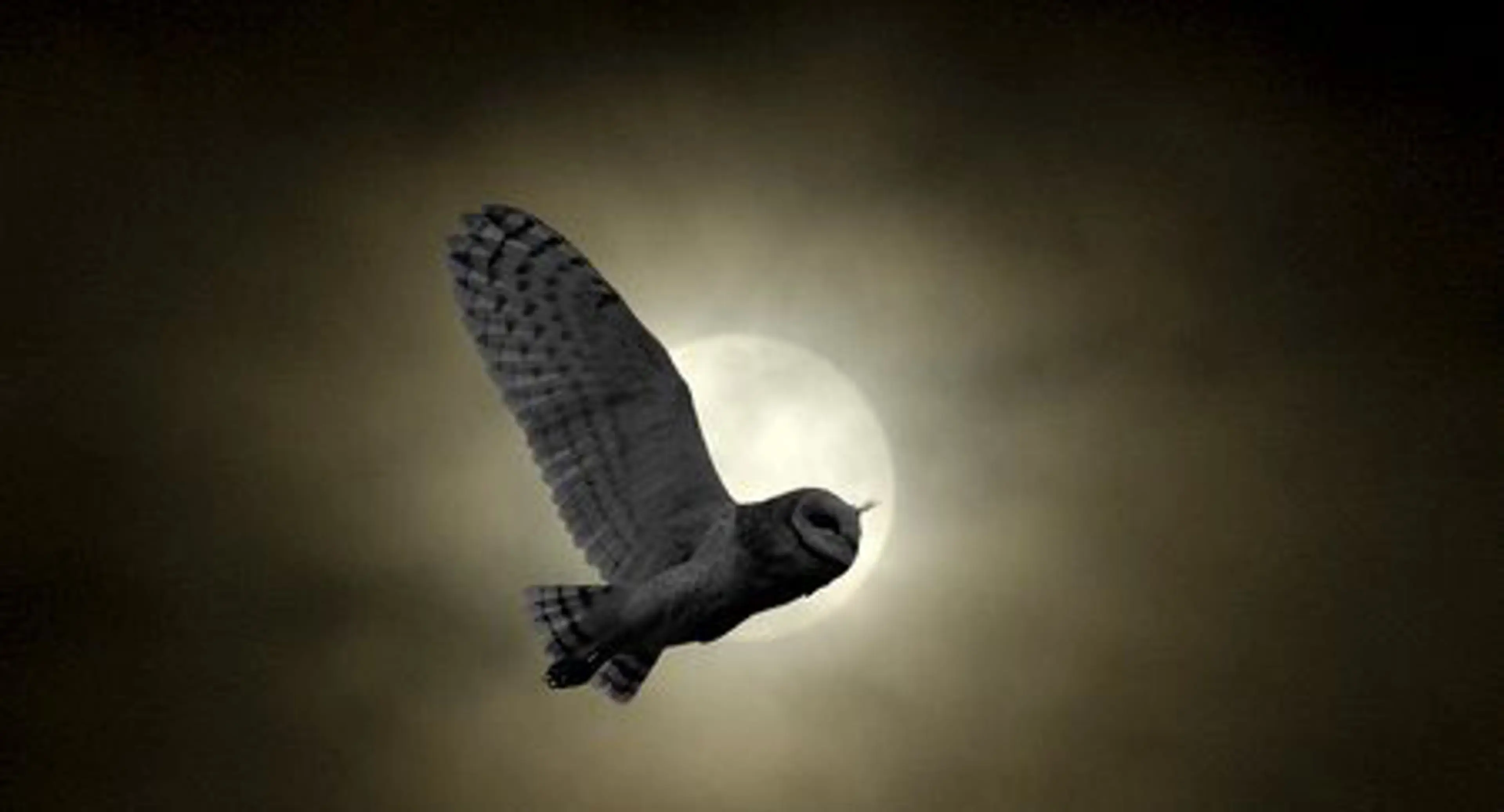 Night Quest Nature Walk