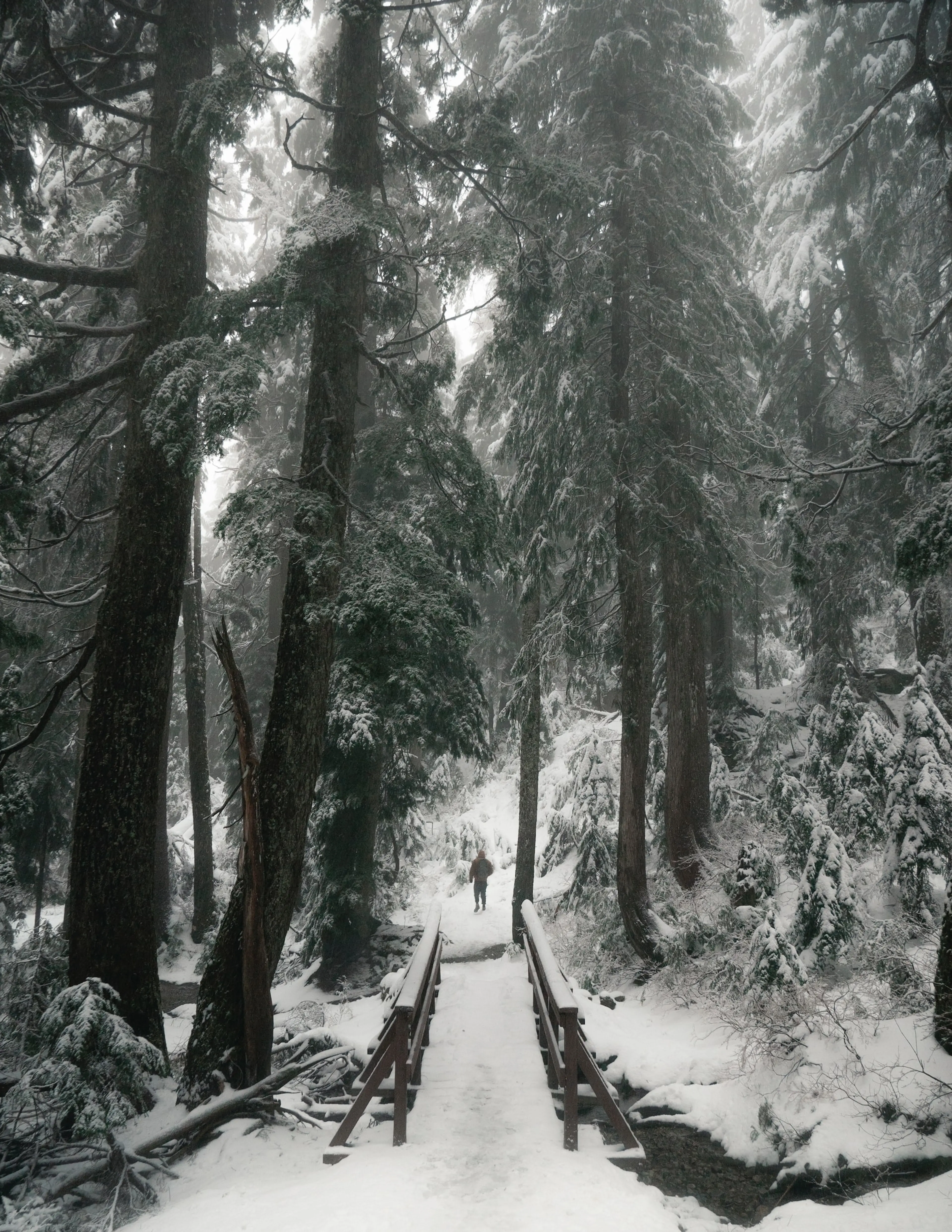 A snowshoer at the start of the trail to Dog Mountain in Mount Seymour Provincial Park