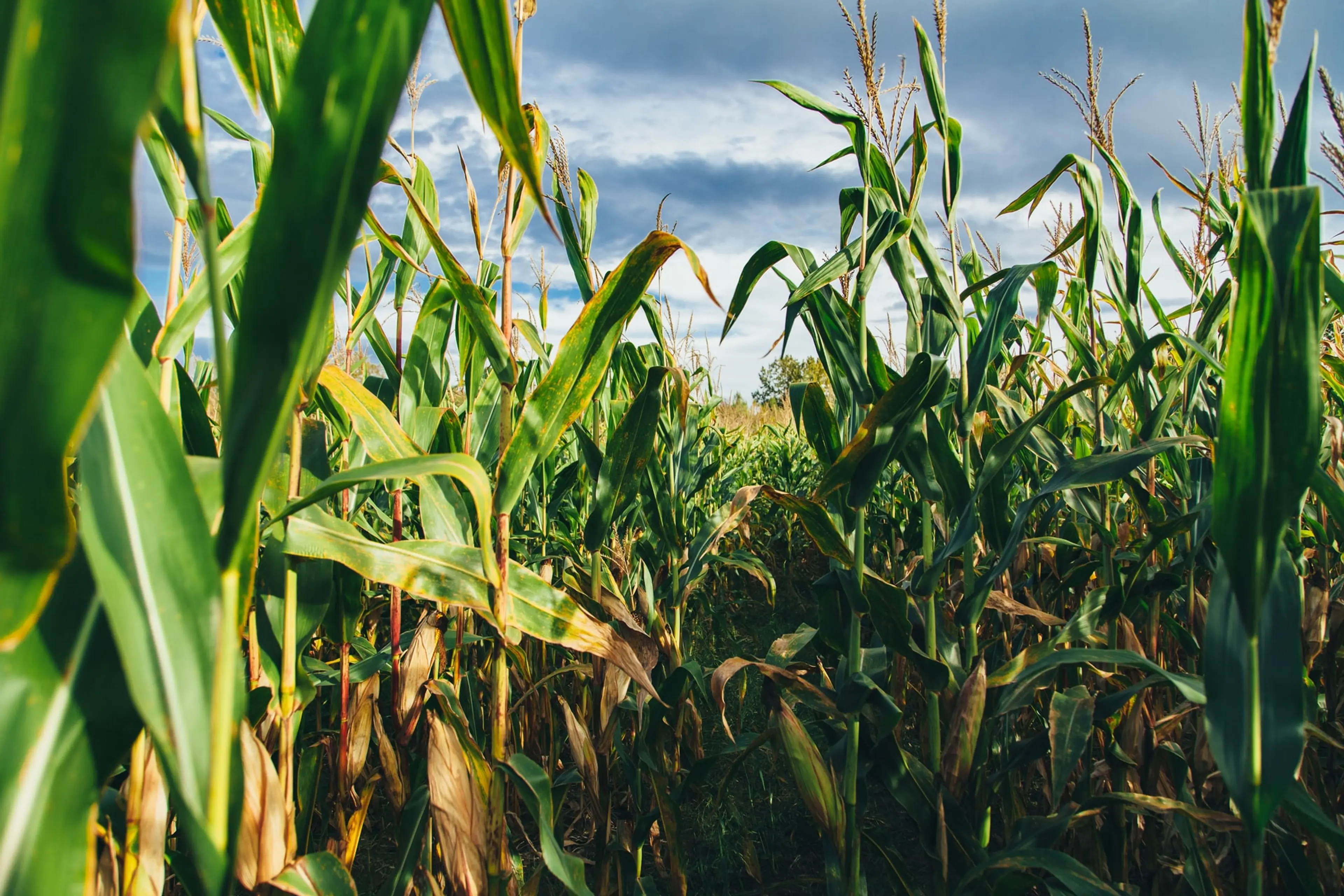 A field of corn against a blue sky