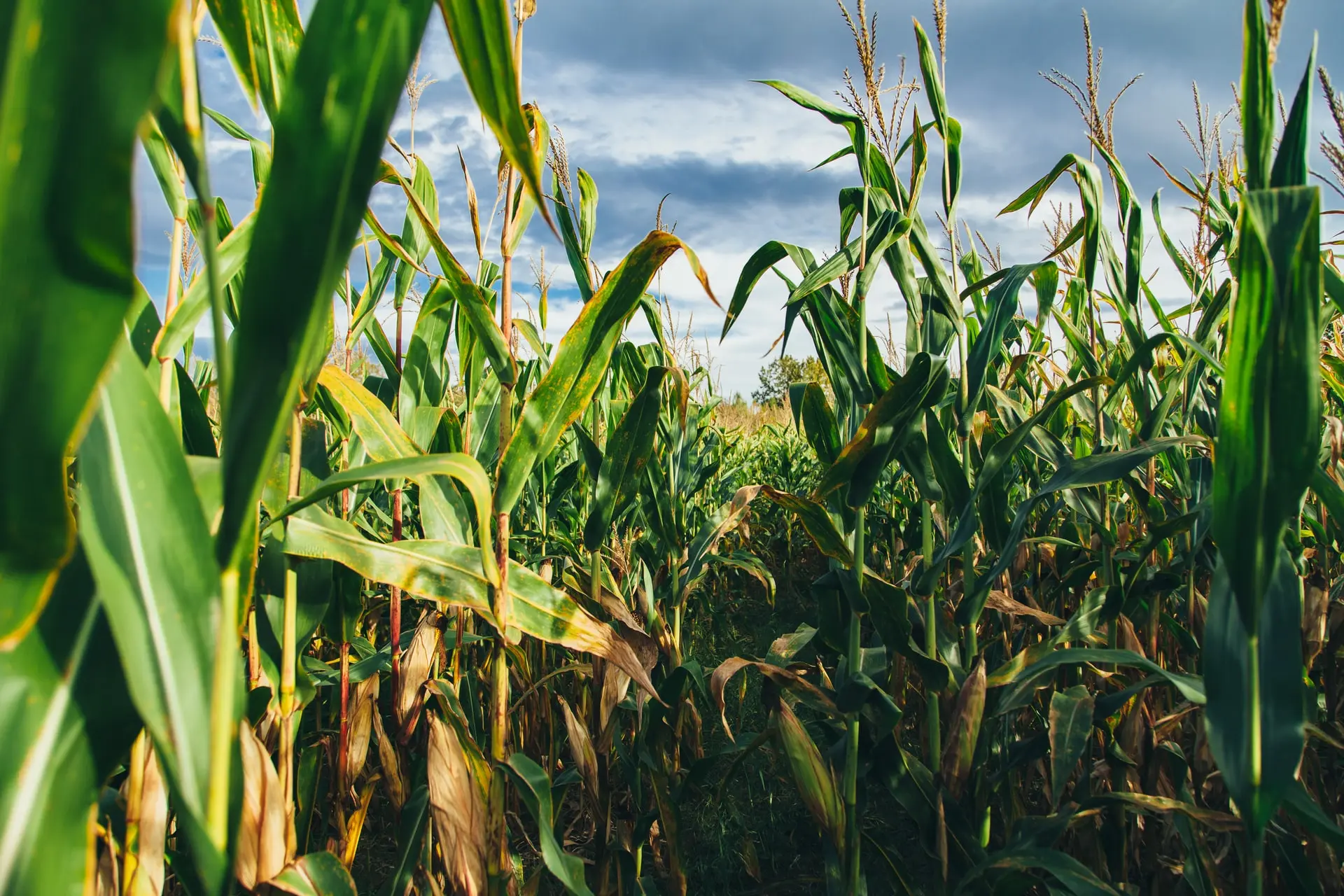 A field of corn against a blue sky