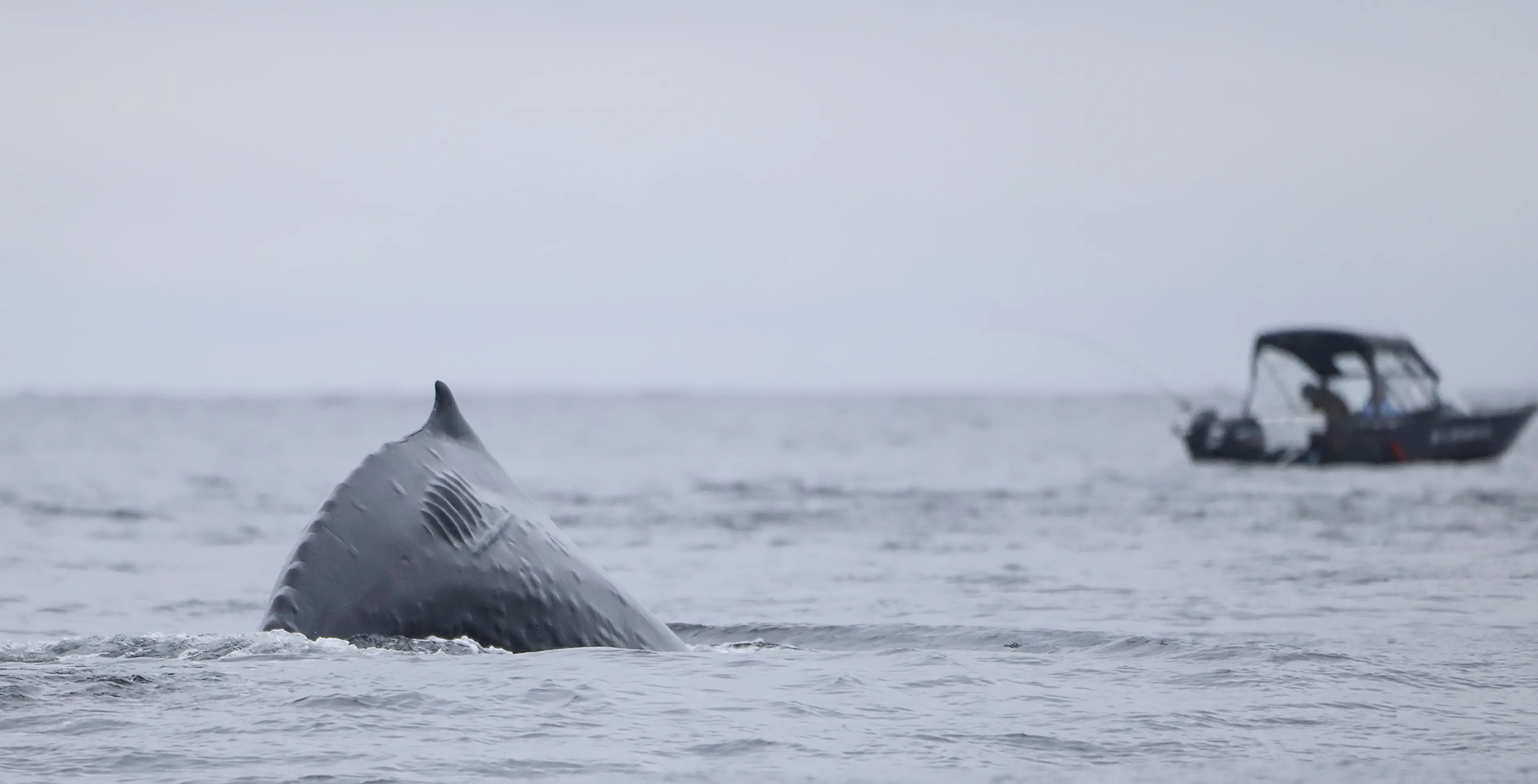 Send a Sighting, Save a Whale!