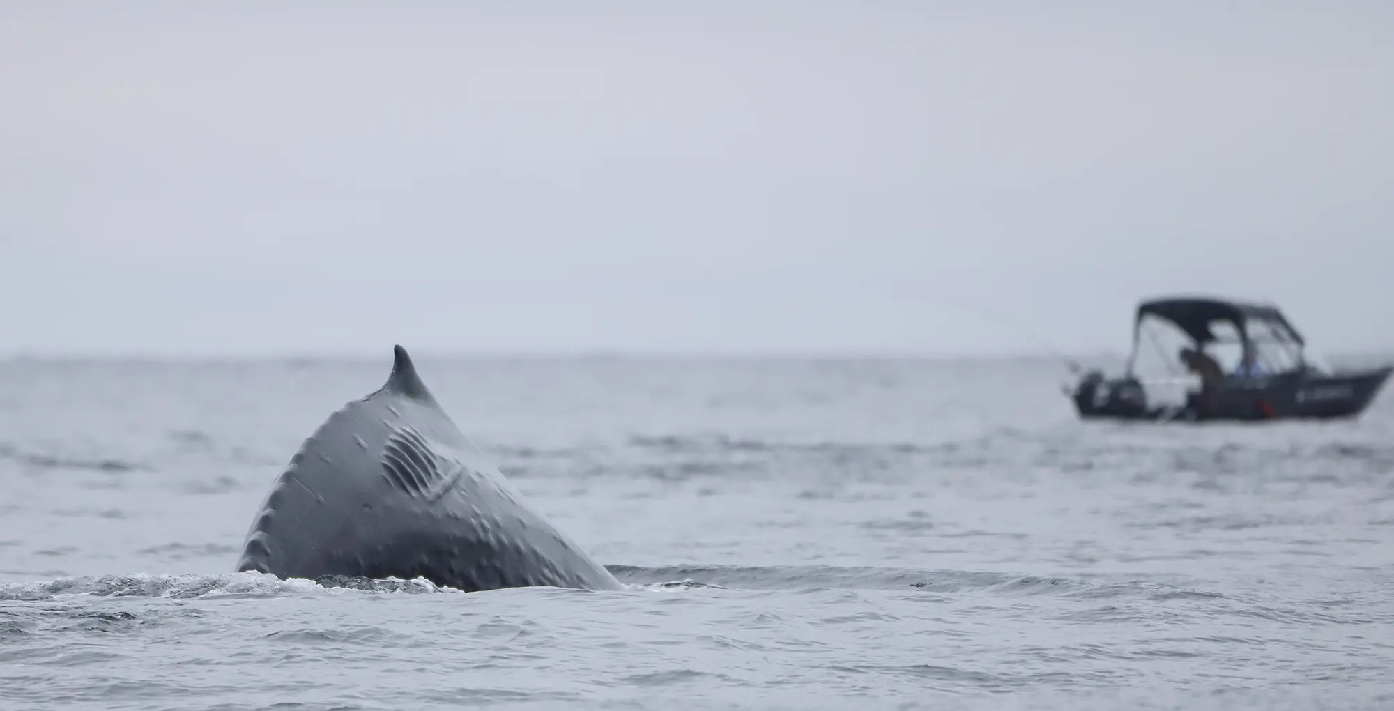 Send a Sighting, Save a Whale!