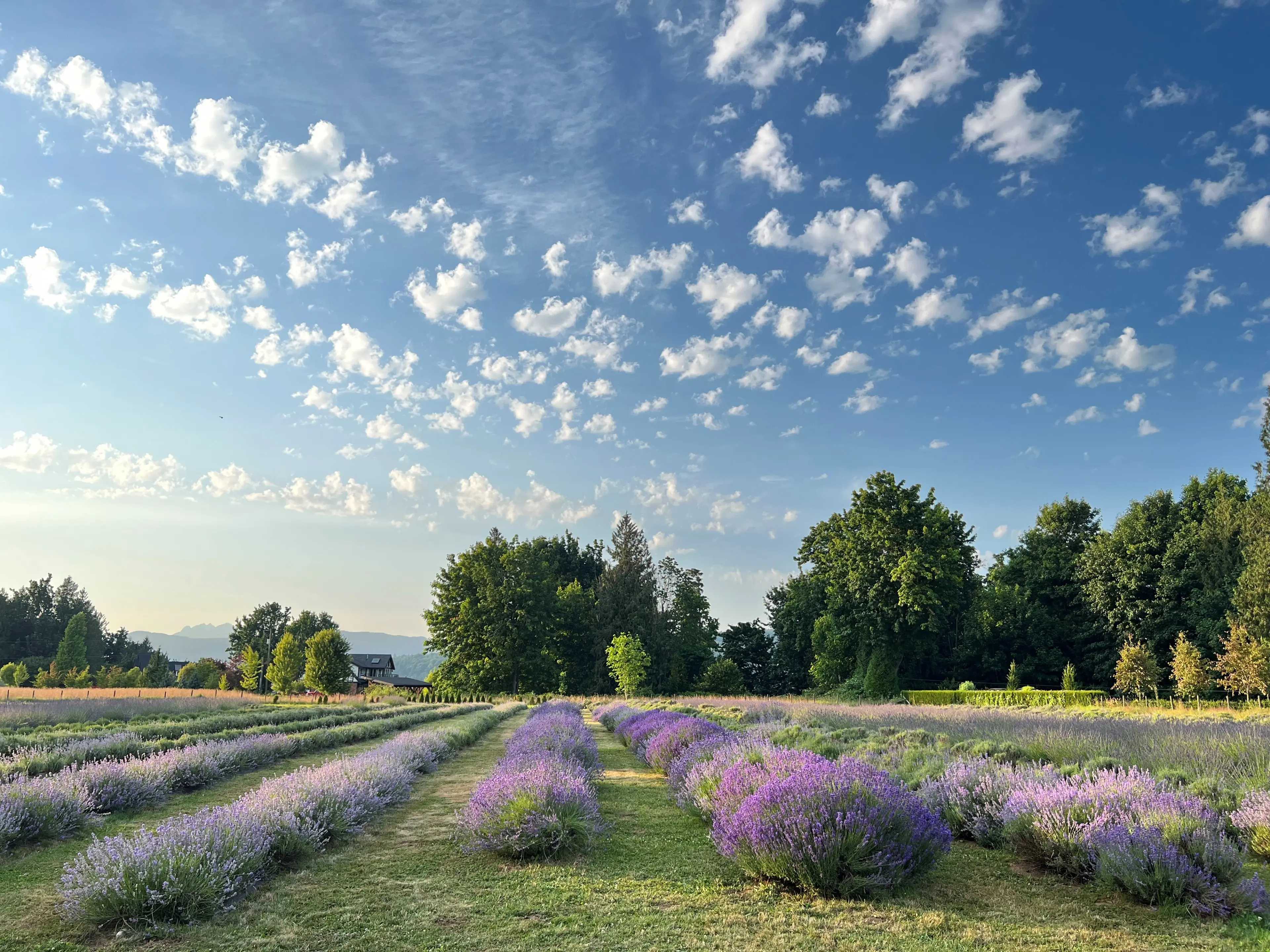 Rows of lavender plants in a field under a blue sky with scattered white clouds and trees in the background.