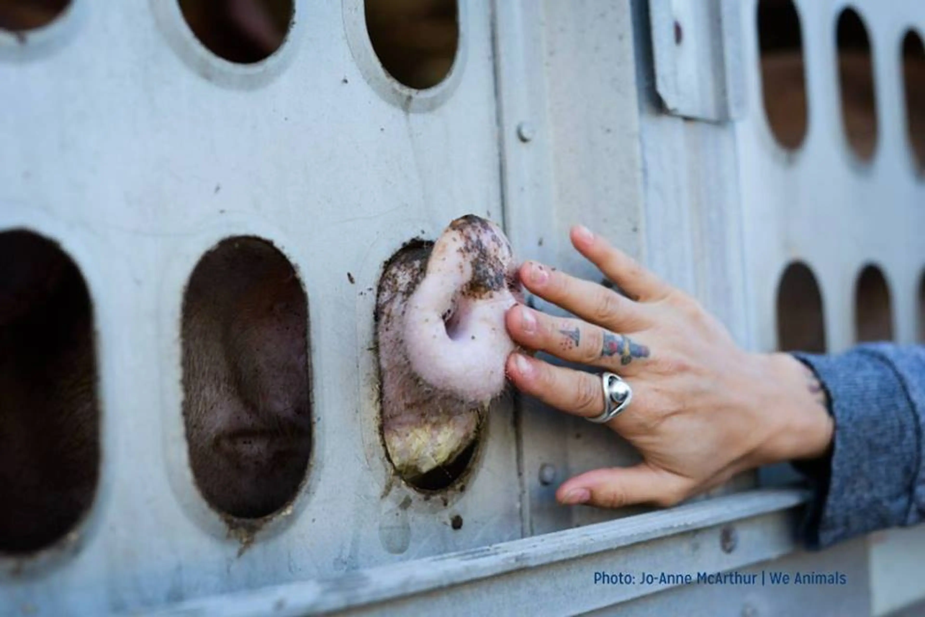 Sexism, Racism, and Speciesism: Intersecting Oppressions 