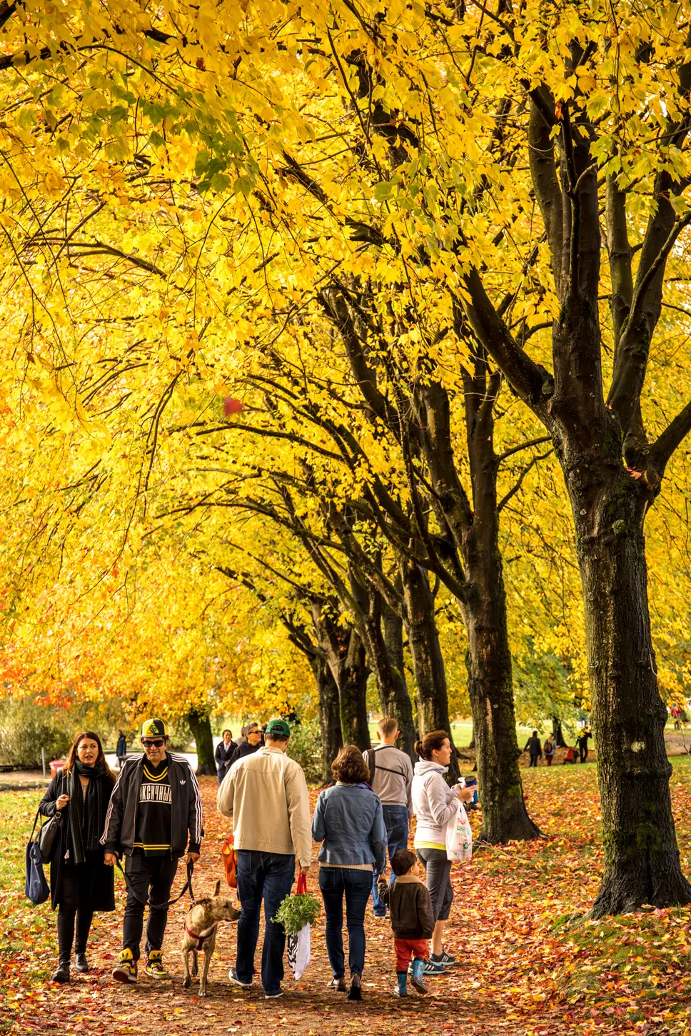 Fall colours at Trout Lake in Vancouver