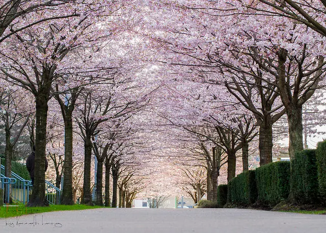 cherry blossom locations vancouver