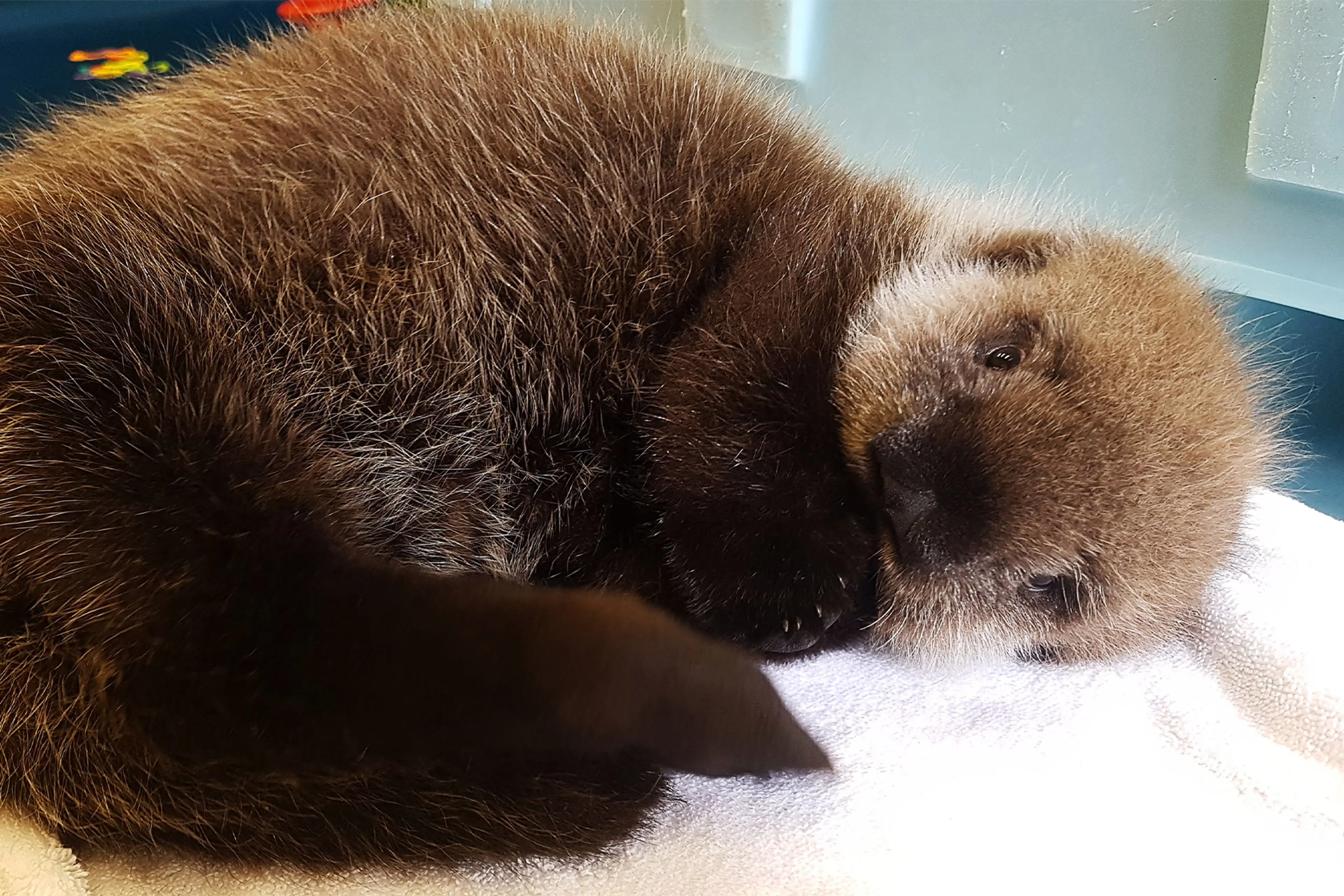 Fluffy baby Sea Otter curled up on a towel