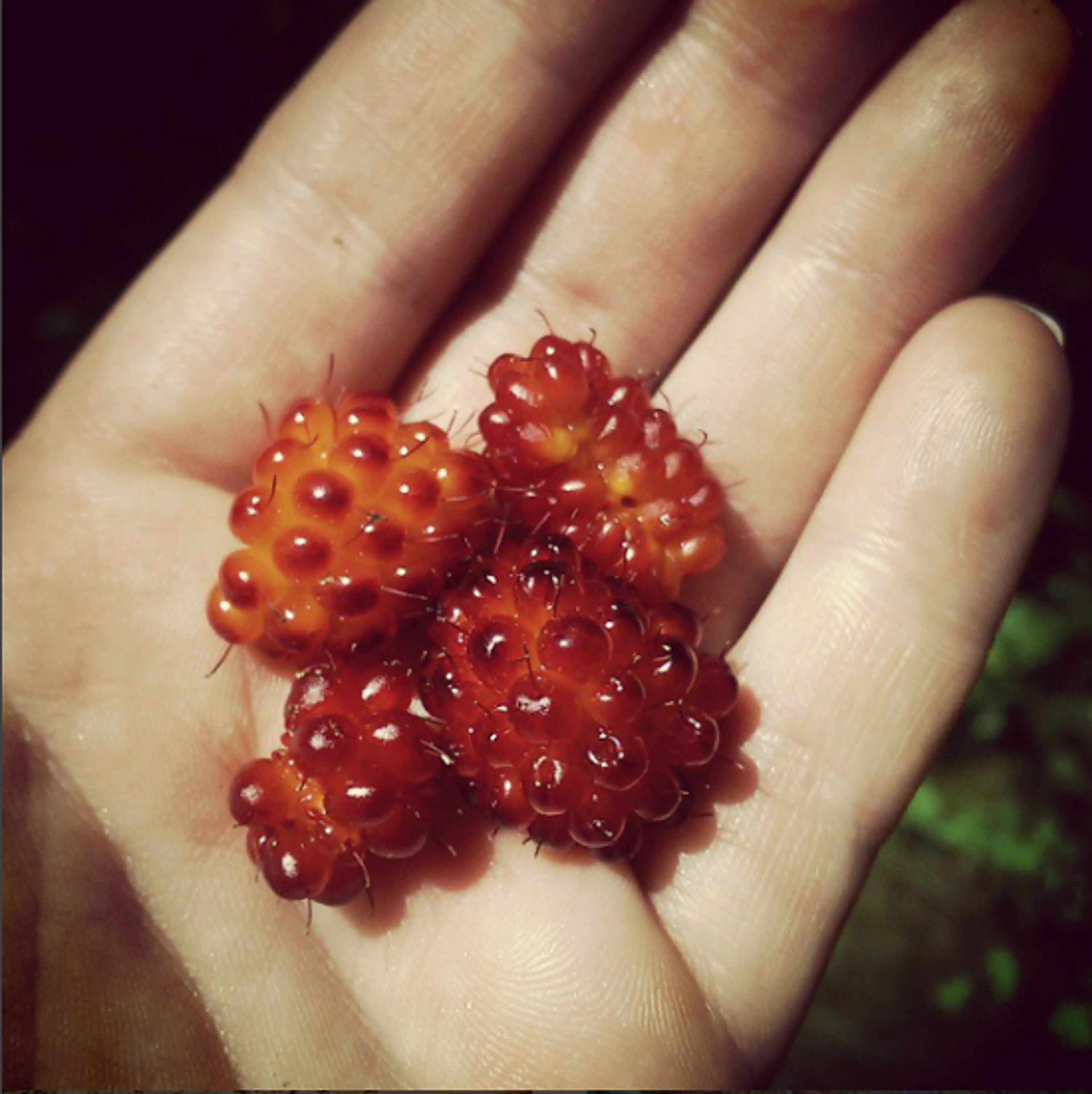 Wild salmon berries in Stanley Park.  Photo credit: Bronwen Erickson @birchwoodherbals