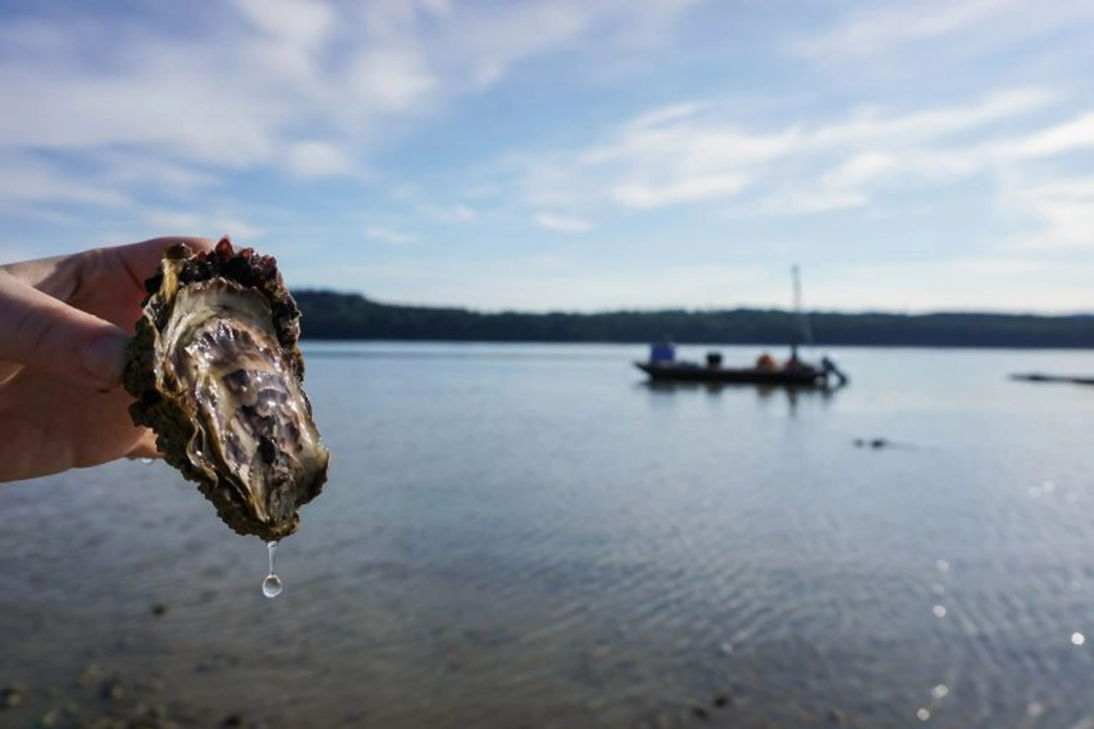 FannyBay_OysterFarm2
