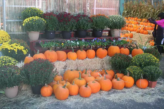 photo: Richmond Country Farms