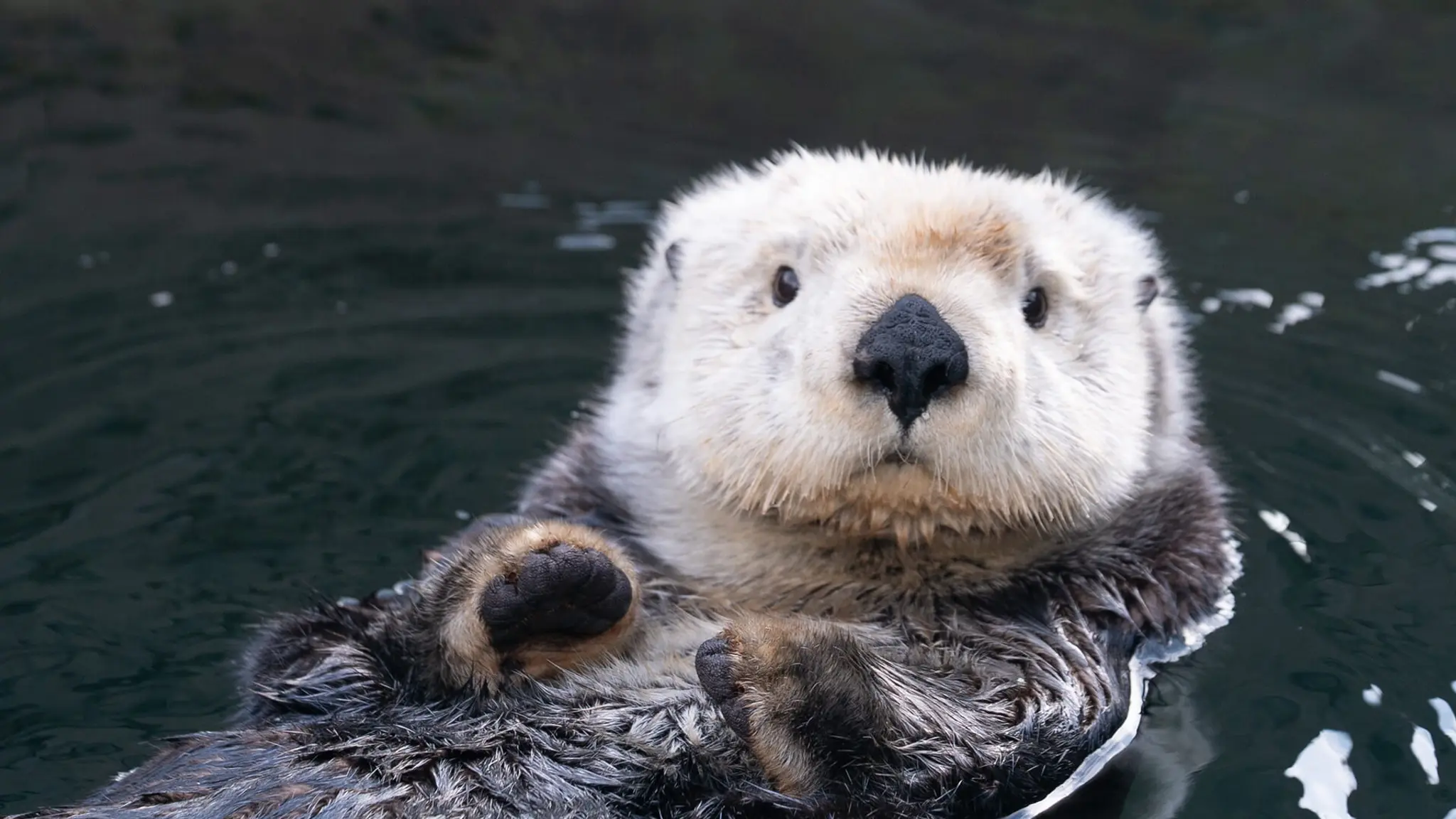 Vancouver Aquarium otter web cam