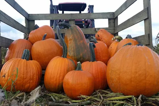 The 7 Best Pumpkin Patches In and Around Vancouver