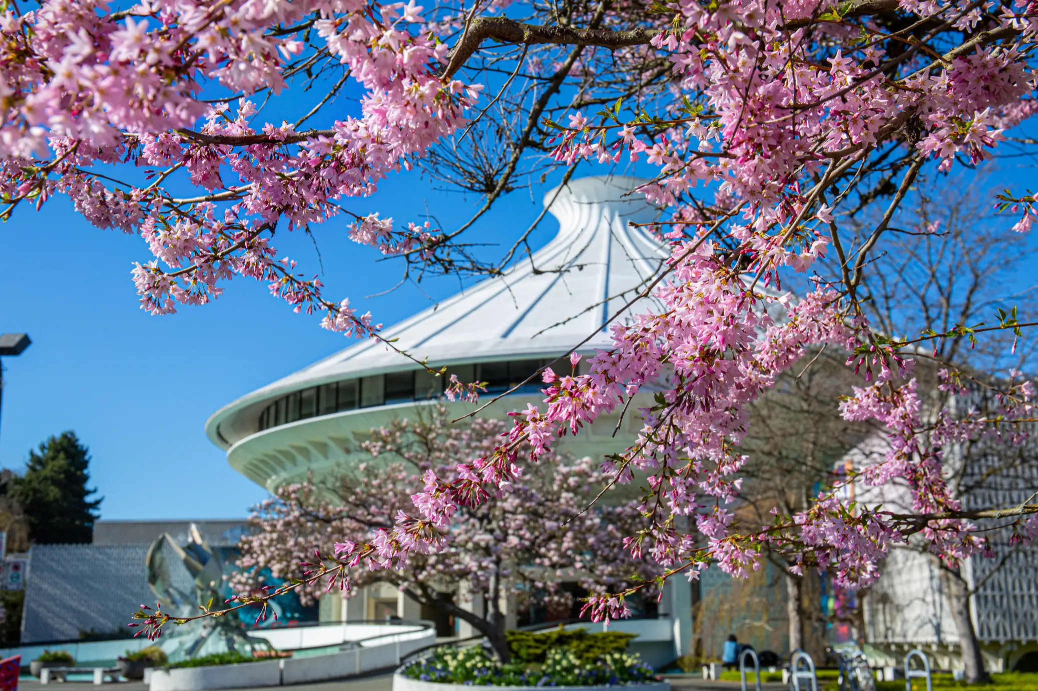 2022 Vancouver Cherry Blossom Festival: 8 Things You Don’t Want to Miss