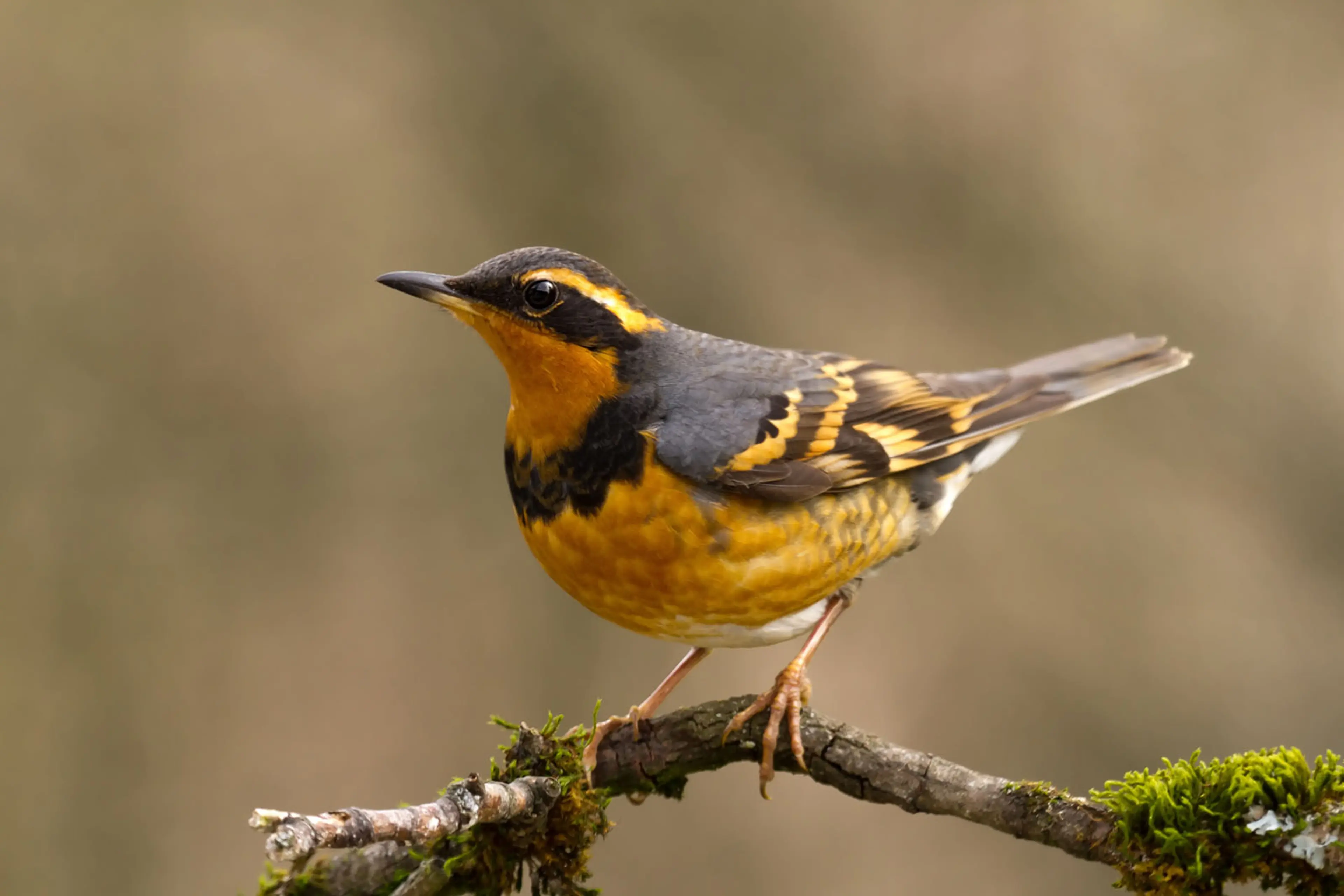 Varied thrush on the BC Bird Trail