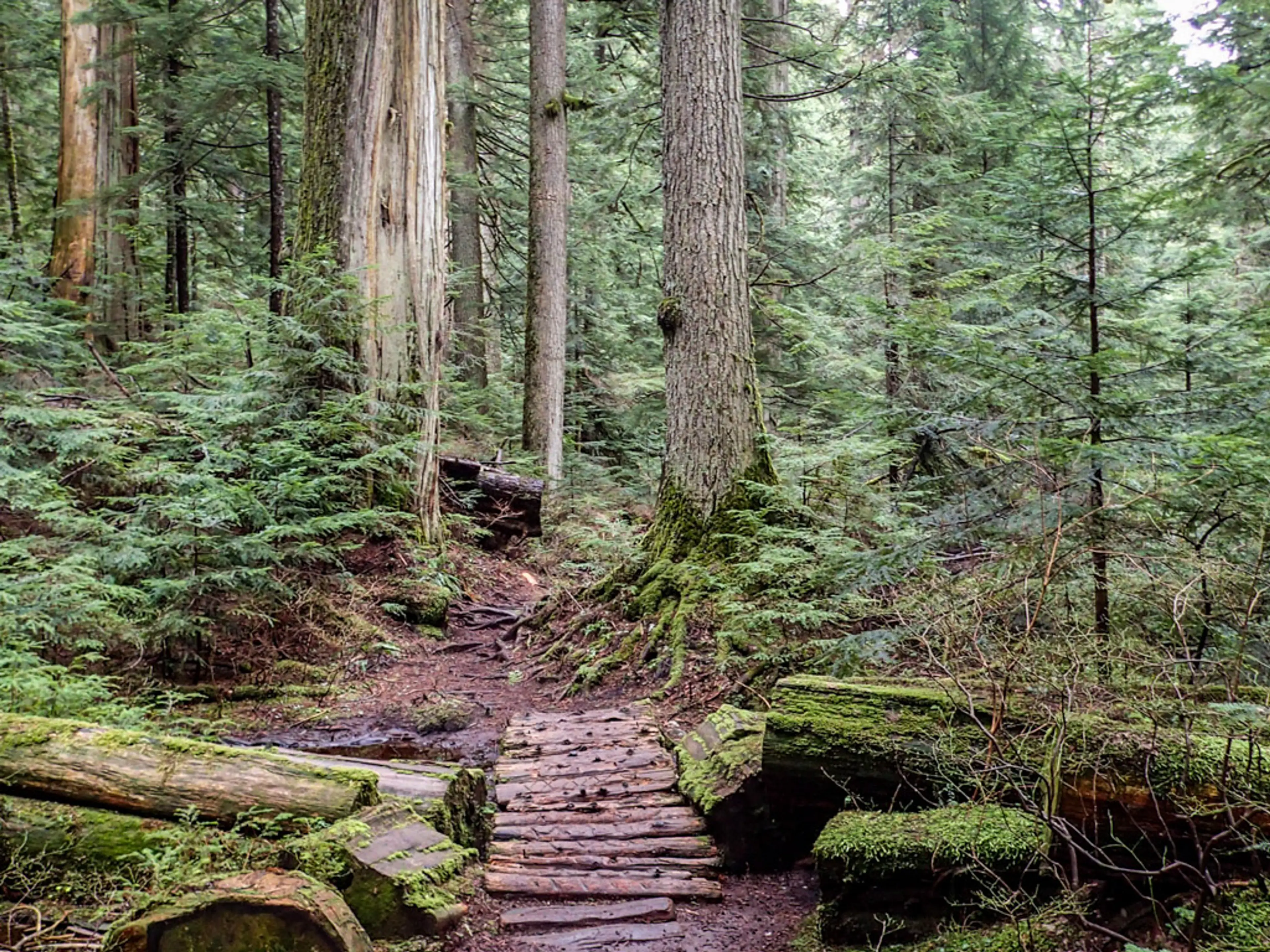 October’s Vancouver Hike of the Month: Brother’s Creek