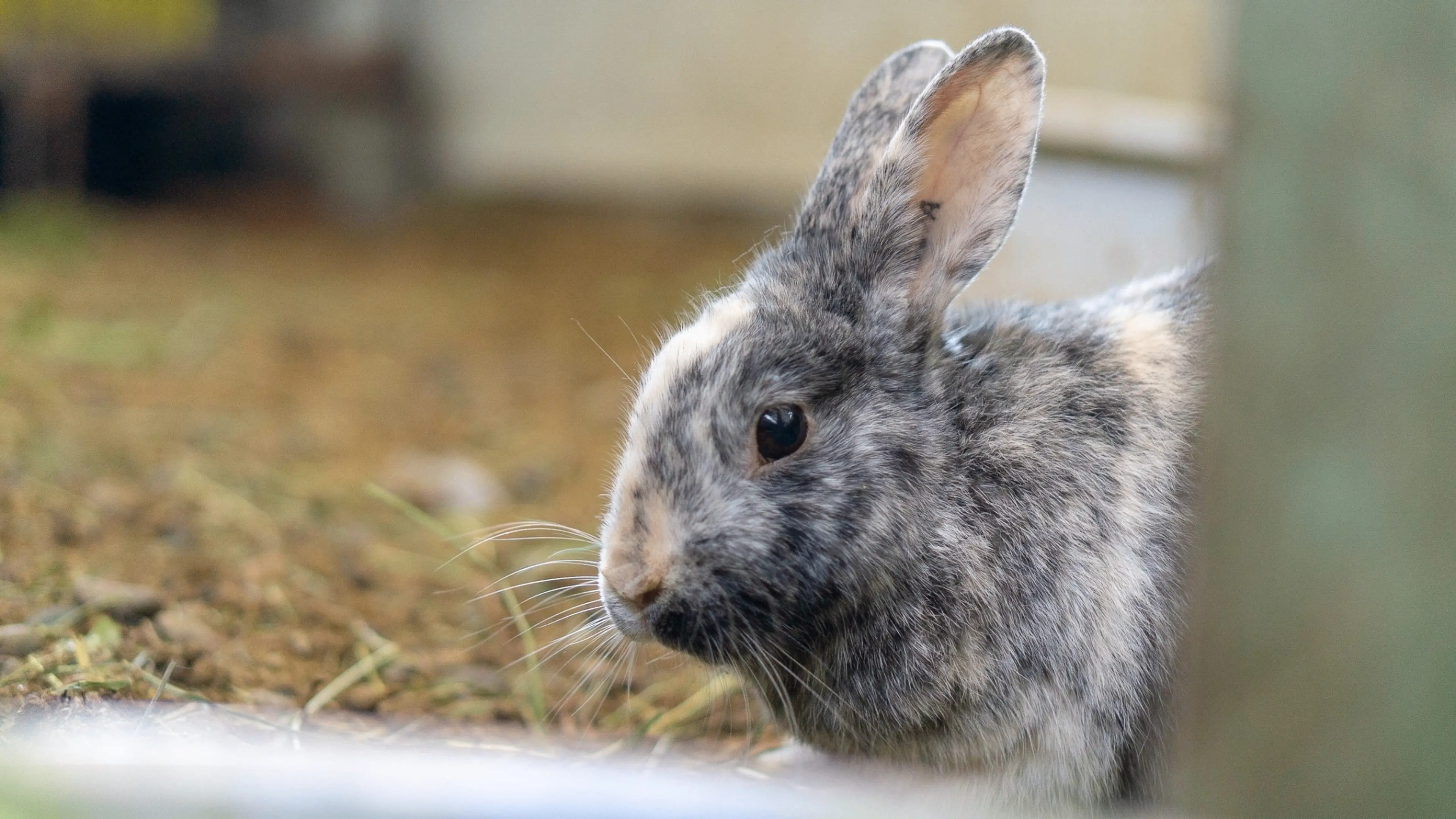 w-2560h-1440-954ac3-DSC04606-e1582754552942