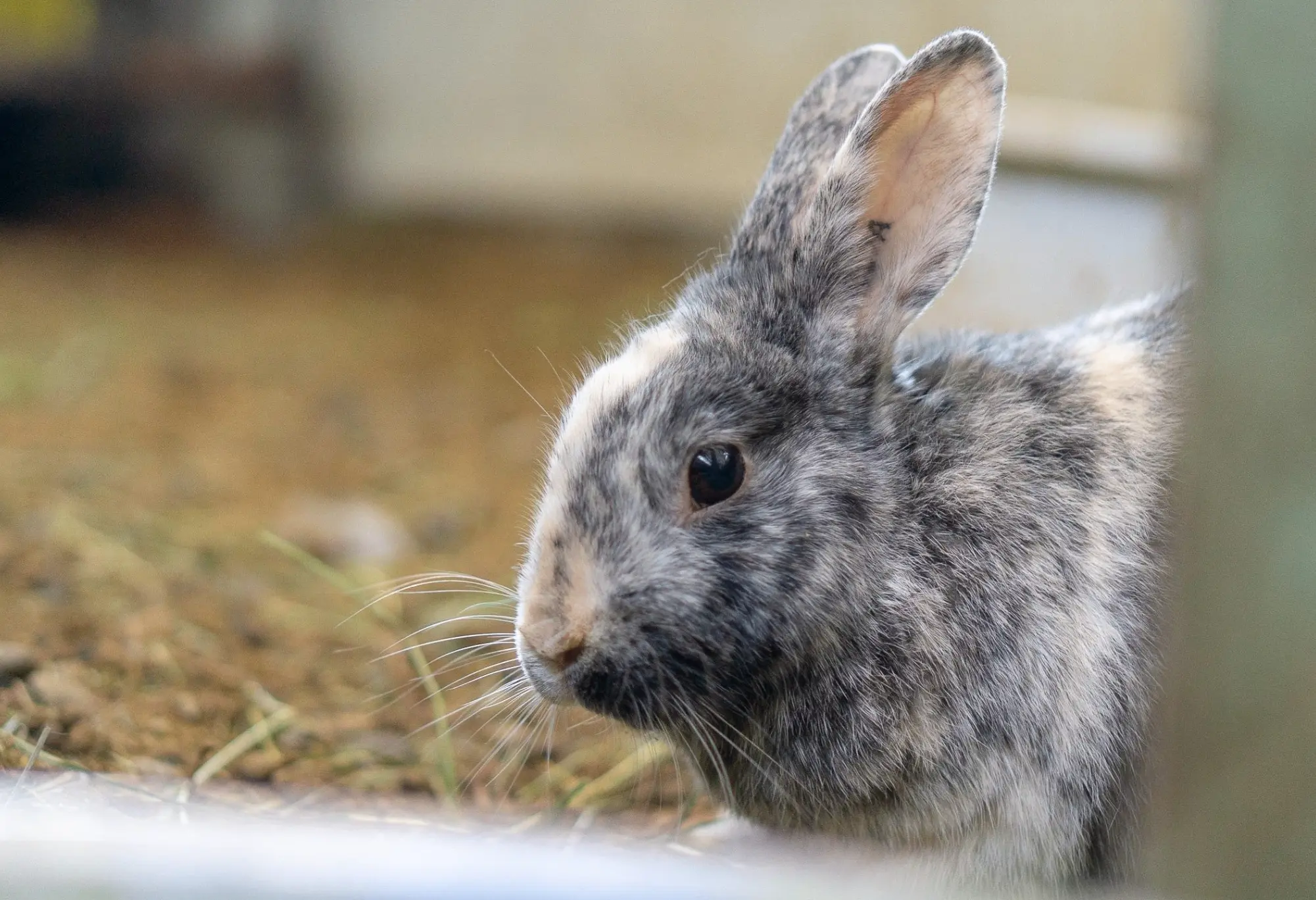 w-2560h-1440-954ac3-DSC04606-e1582754552942