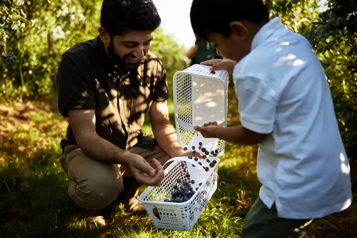Family berry picking at Krause Berry Farms in Langley