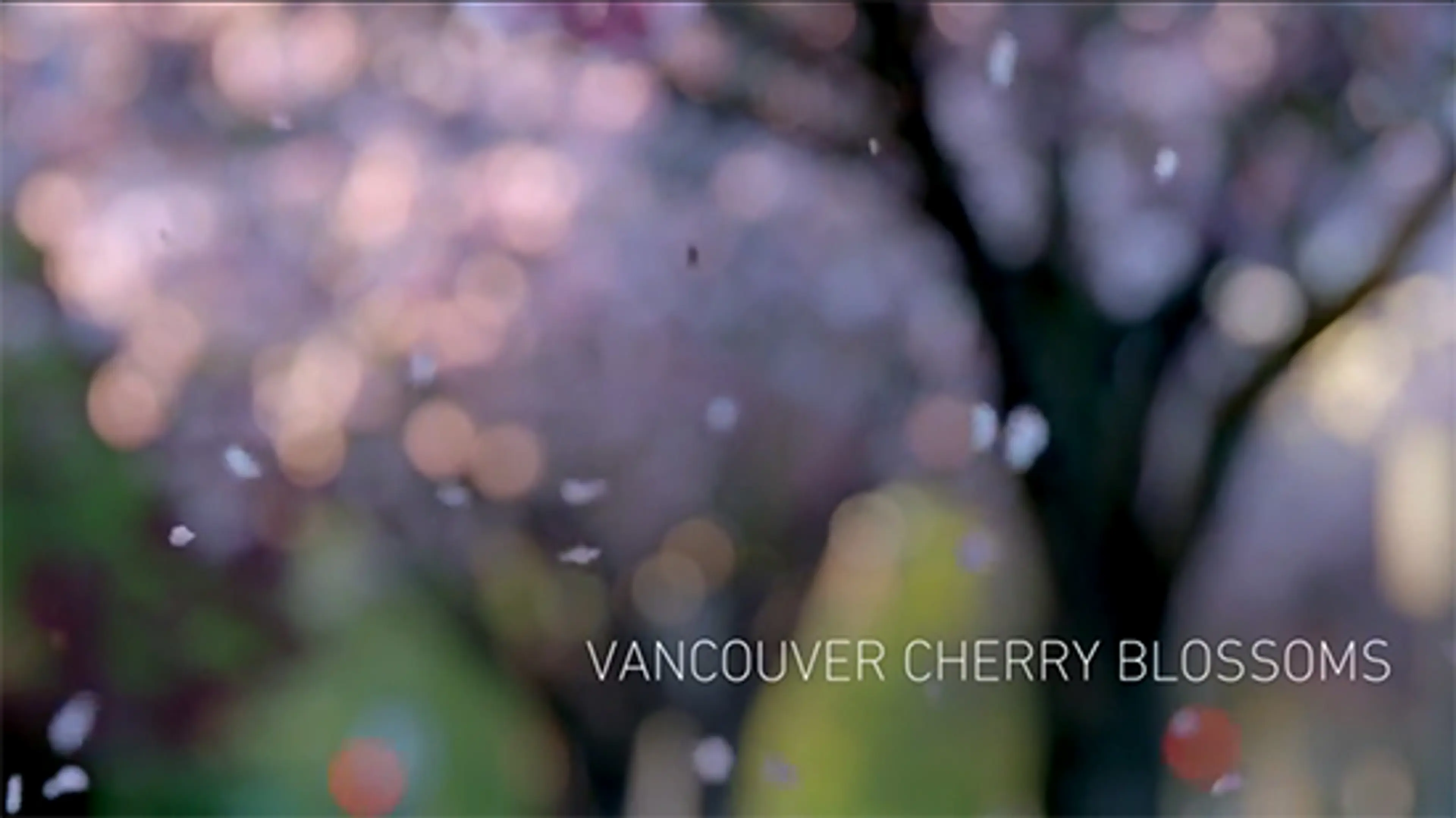 Vancouver Cherry Blossoms