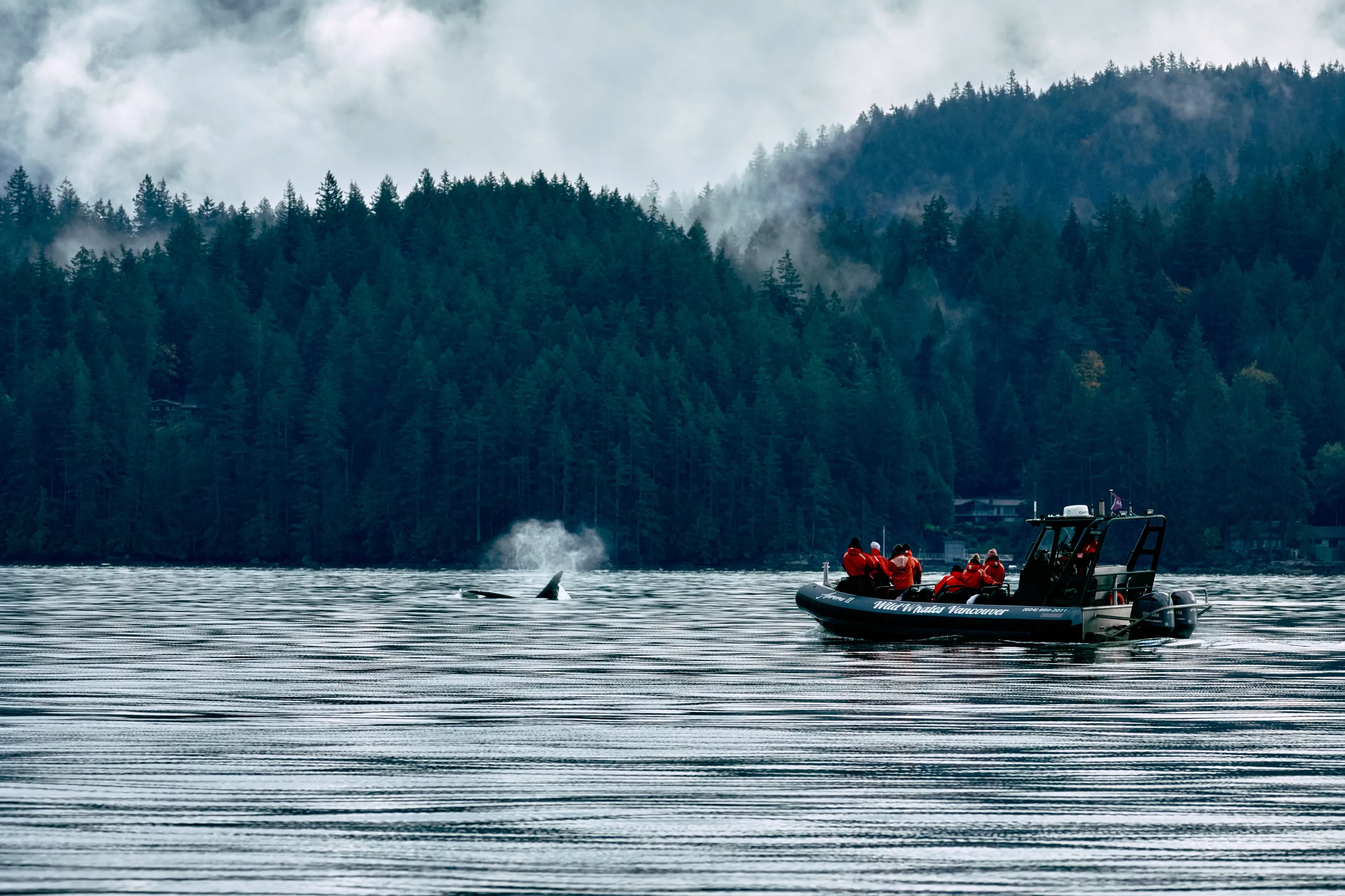 Whale Watching with Wild Whales in Vancouver.