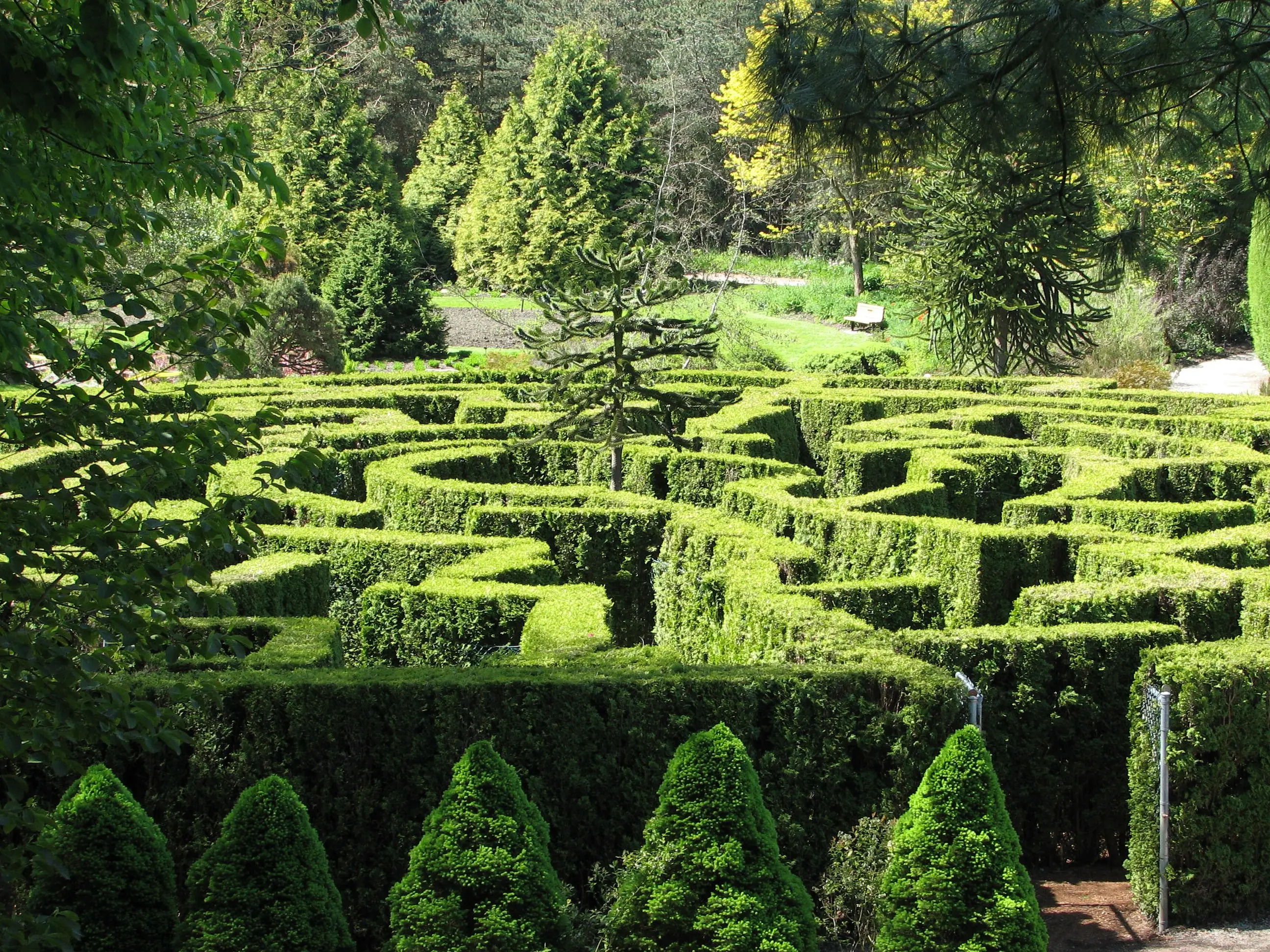 A high-angle view of the intricate Elizabethan hedge maze at VanDusen Botanical Garden in Vancouver. The maze is made of dense, neatly manicured green cedar bushes forming winding paths. A single, unique monkey puzzle tree stands in the center of the maze. In the background, lush deciduous and evergreen trees fill the landscape under bright, natural daylight.