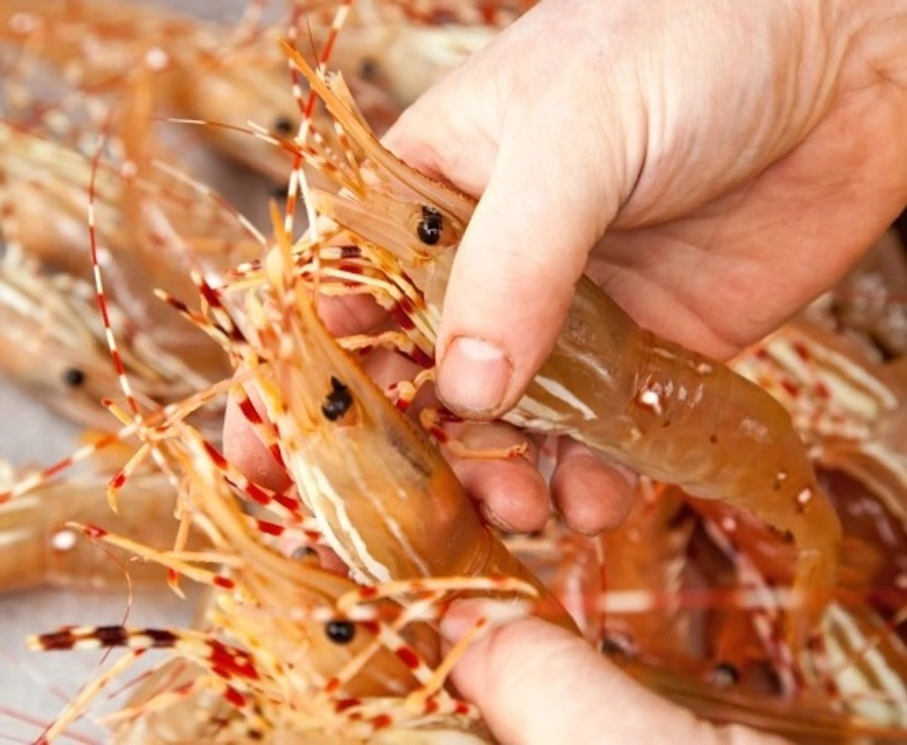 Celebrate the Return of Spot Prawn Season!
