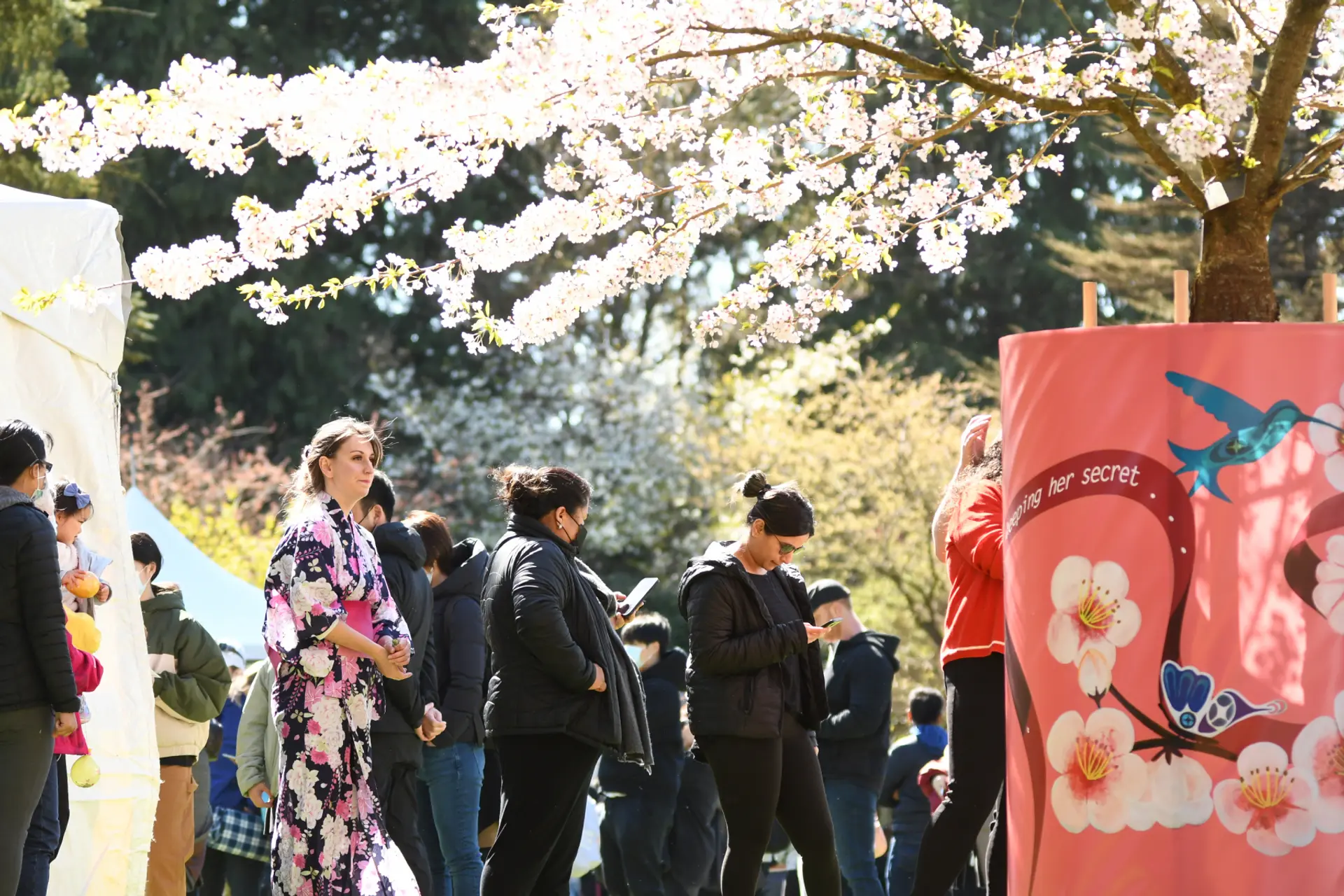 Vancouver Cherry Blossom Festival | Events & Bloom Tips