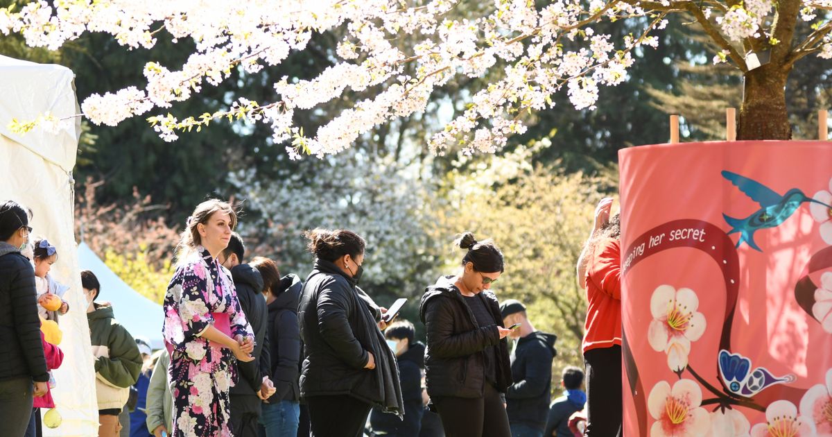 Celebrate the Vancouver Cherry Blossom Festival Blooming This Spring ...