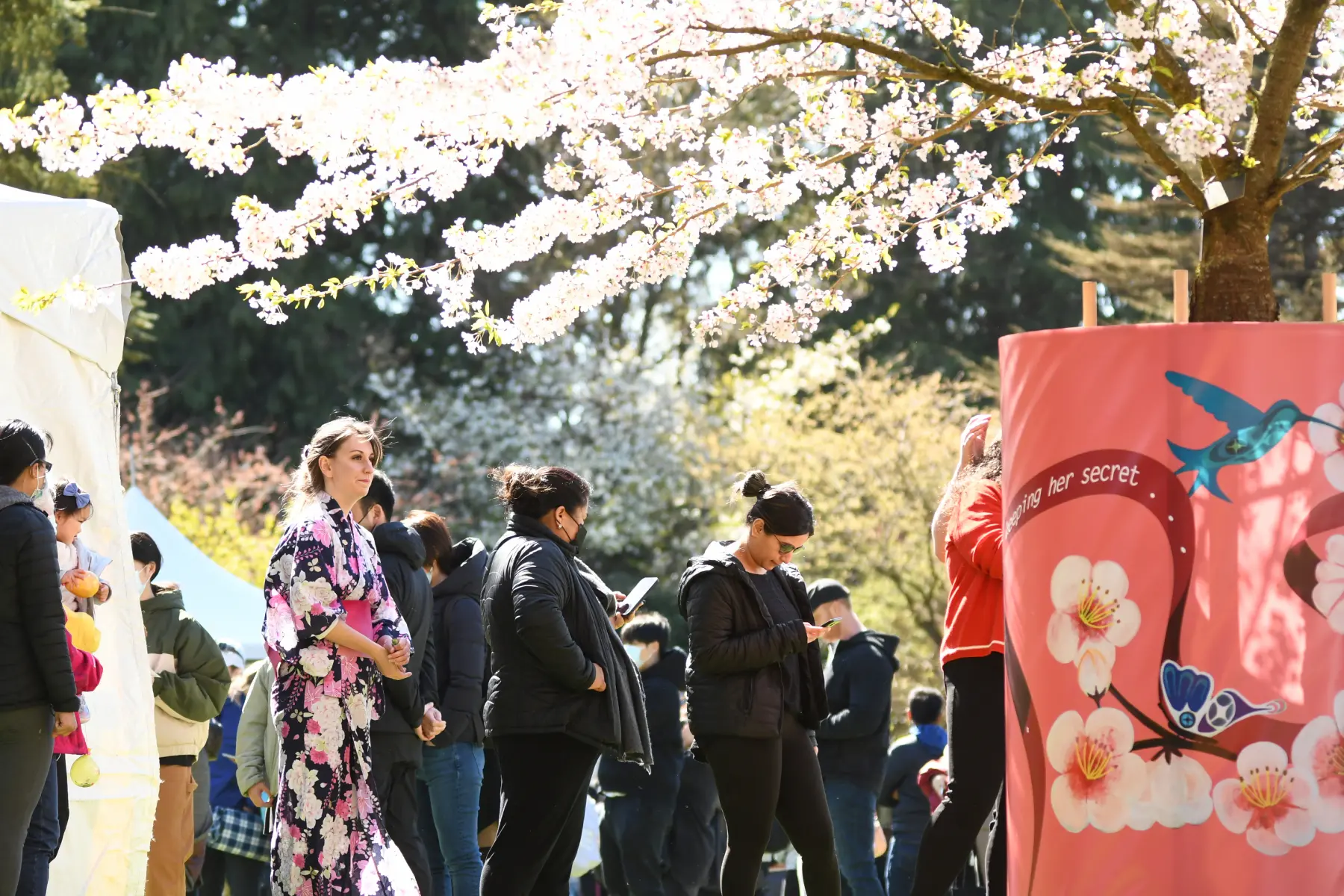 Celebrate the Vancouver Cherry Blossom Festival Blooming This Spring