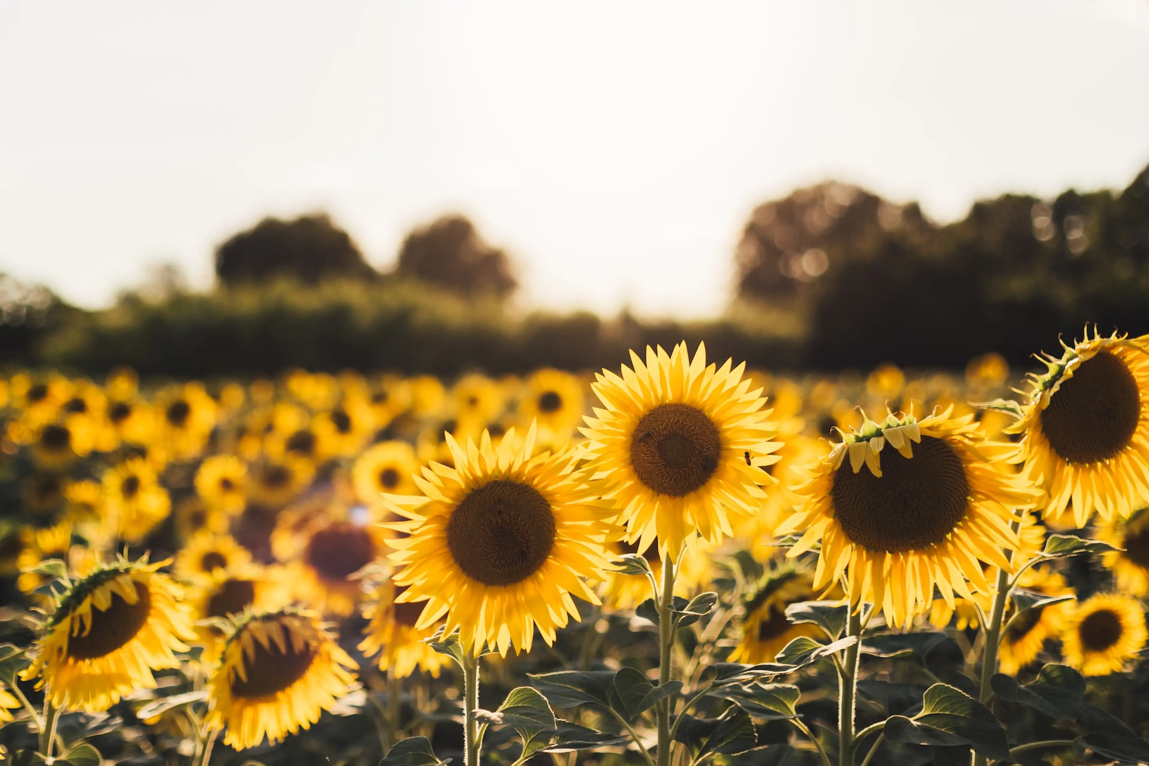 A field of sunflowers