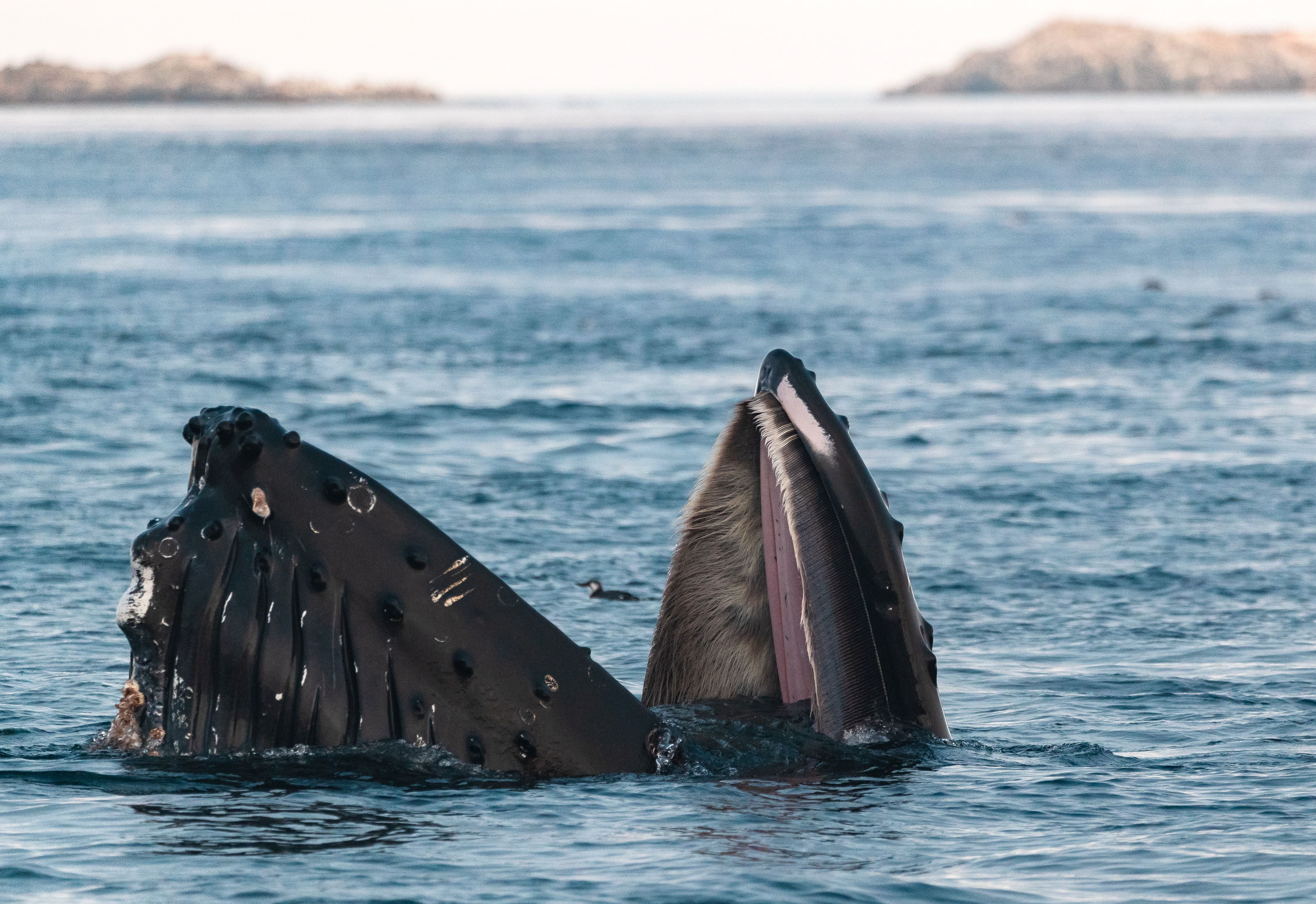 HumpbackLungeFeedWithBaleenPlate