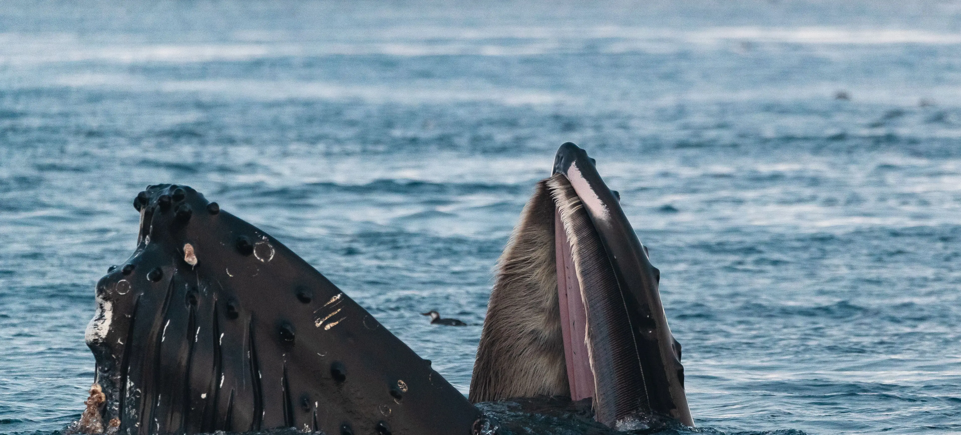 HumpbackLungeFeedWithBaleenPlate