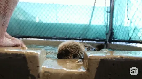 rialto vancouver aquarium