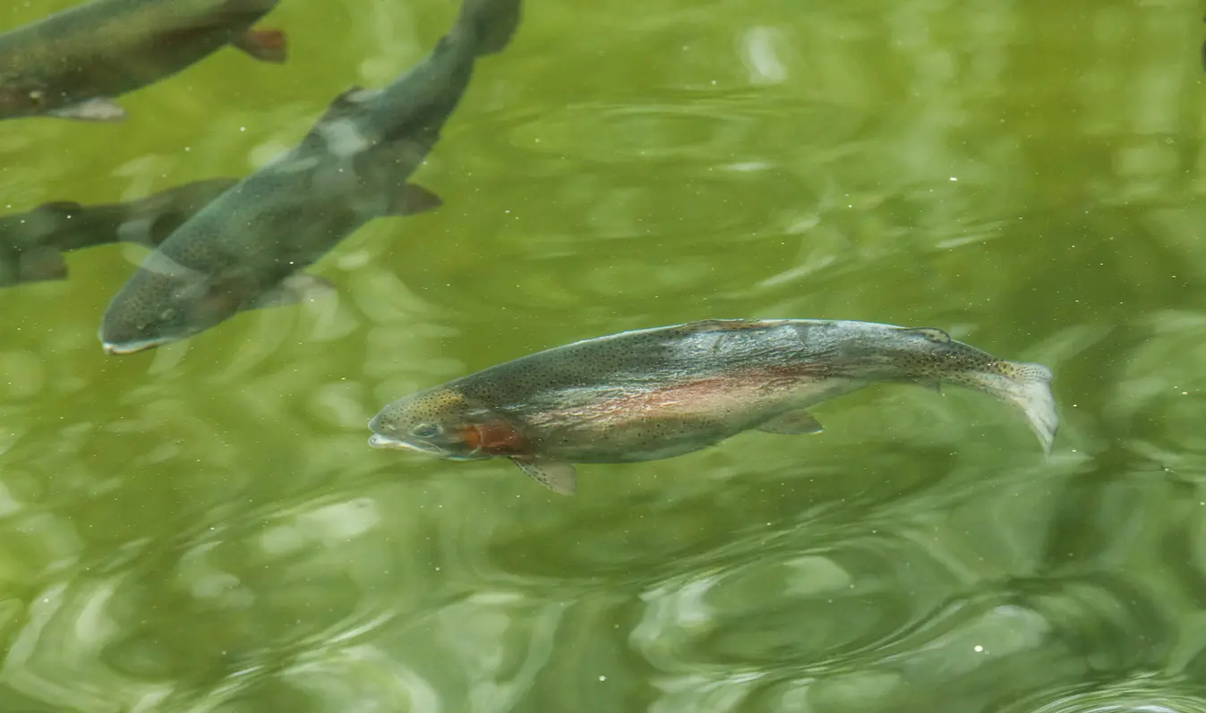 Salmon swim in the Serpentine River in Tynehead Regional Park