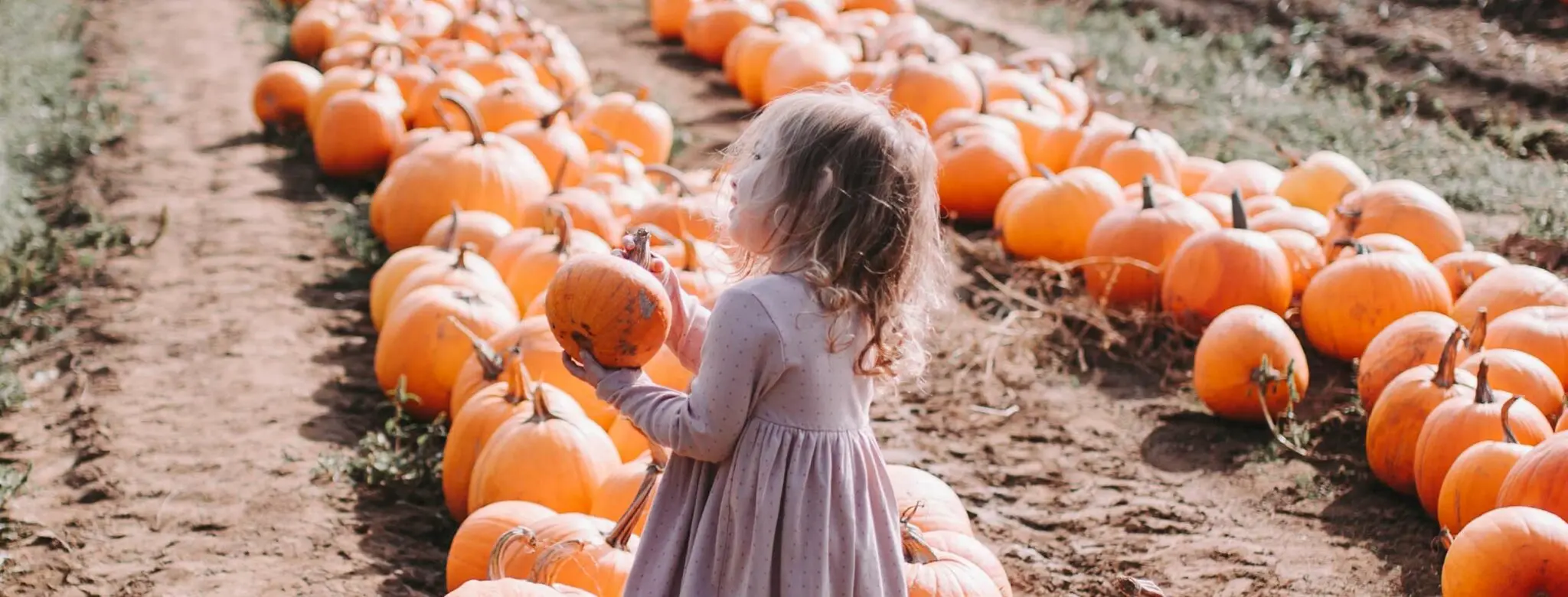 pumpkin patch at Maan family farms